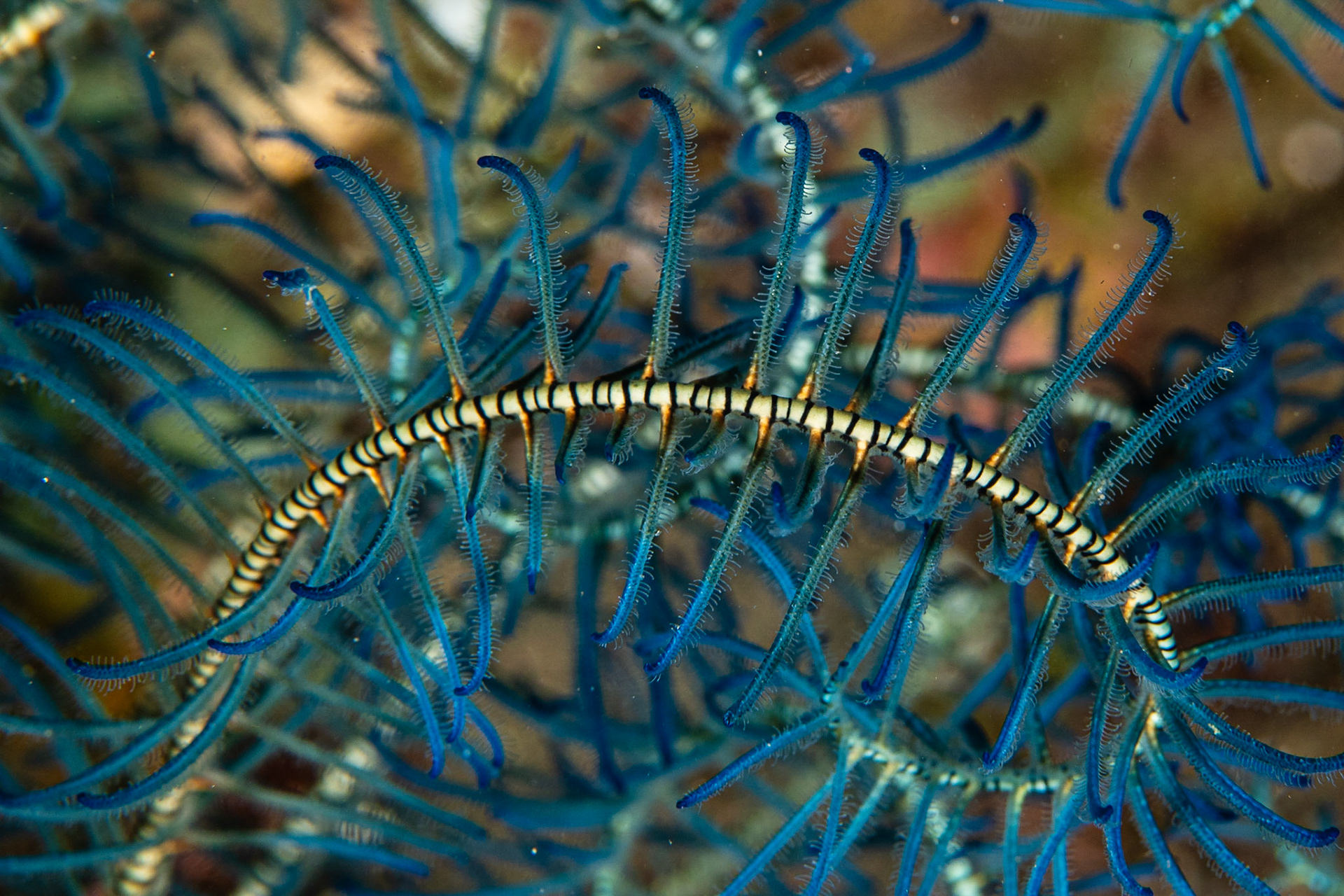 Crinoids and Feather Stars