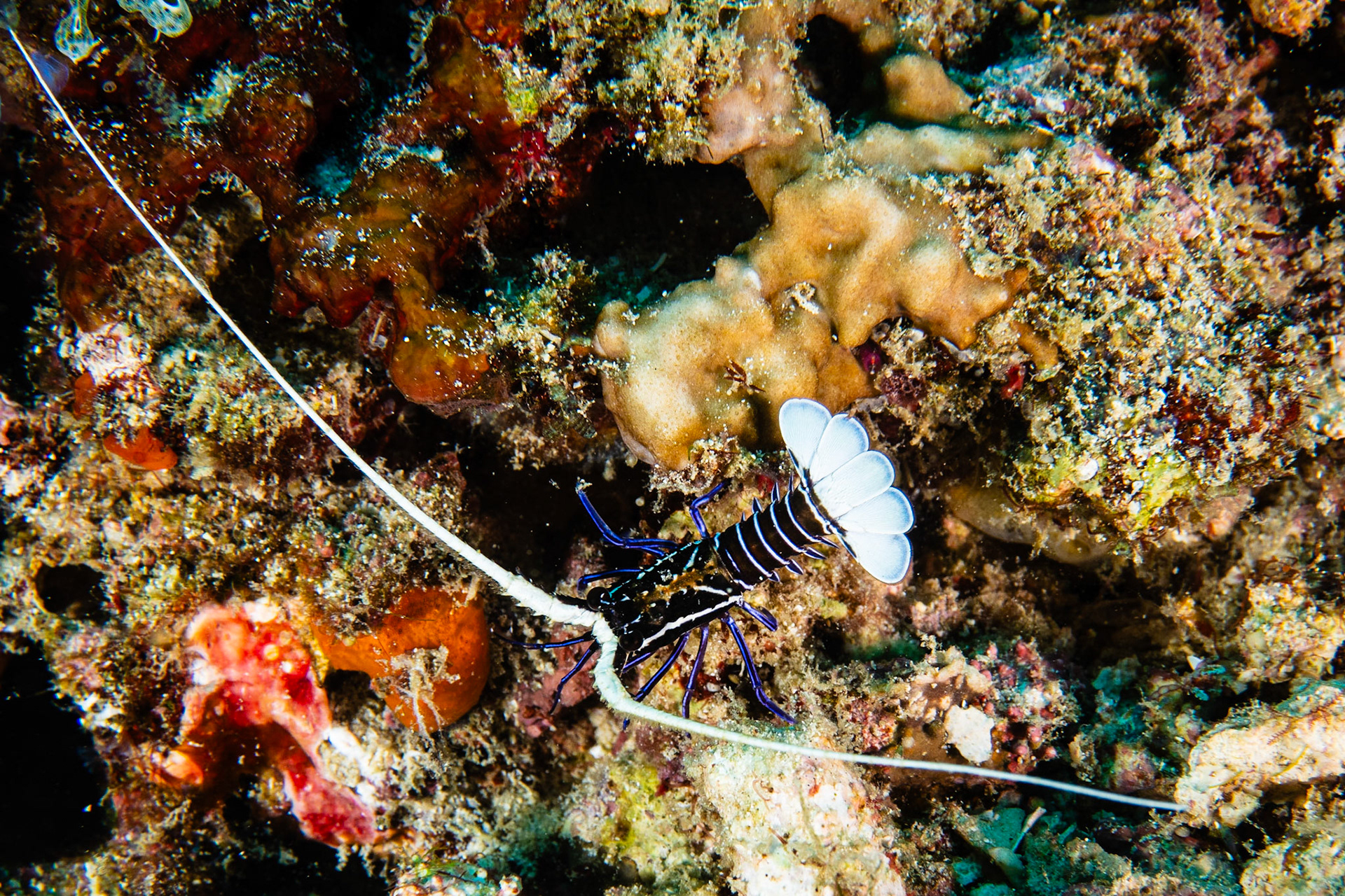 Painted Spiny Lobster