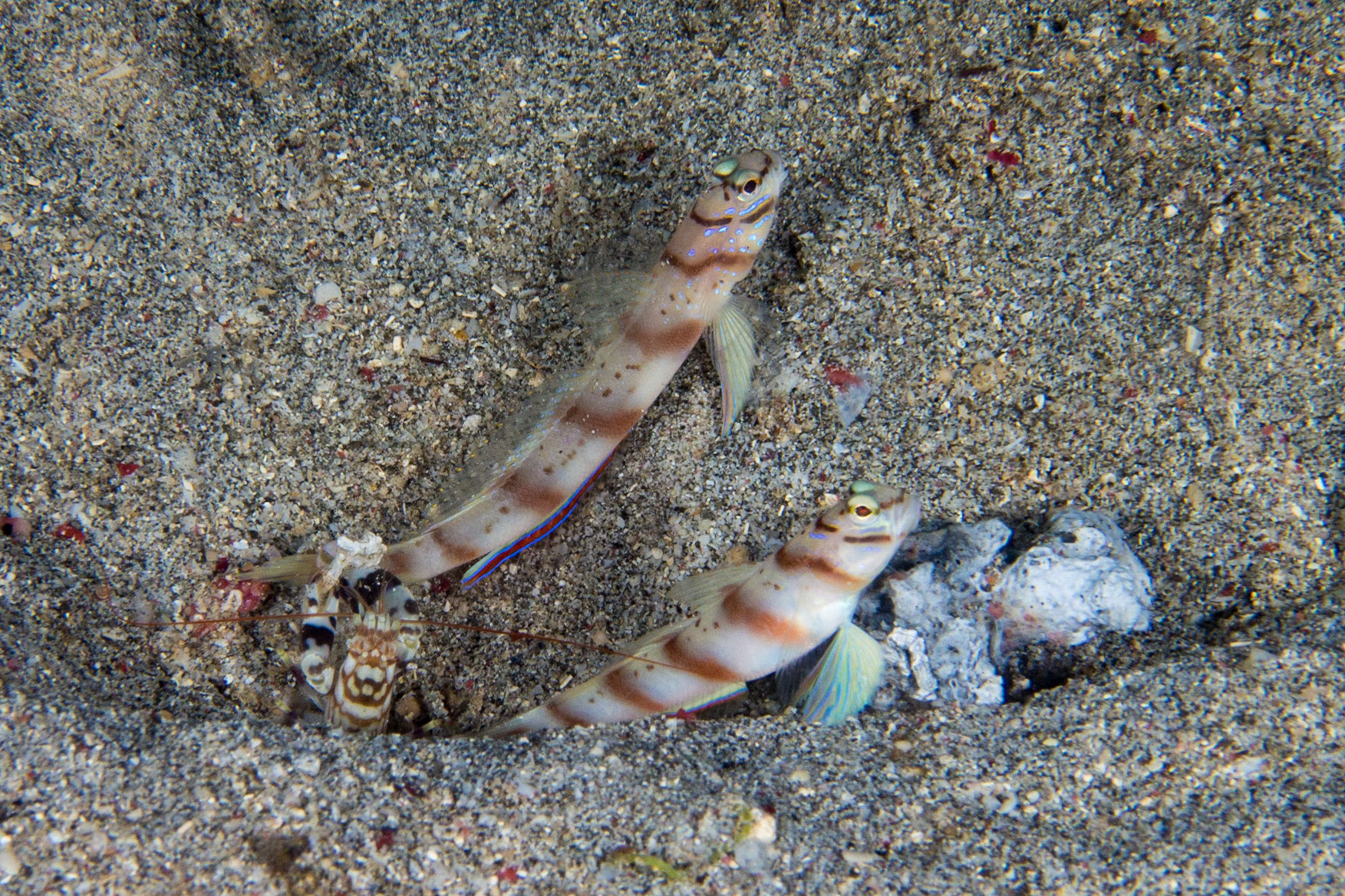 Steinitz' Shrimpgoby and Tiger Snapping Shrimp