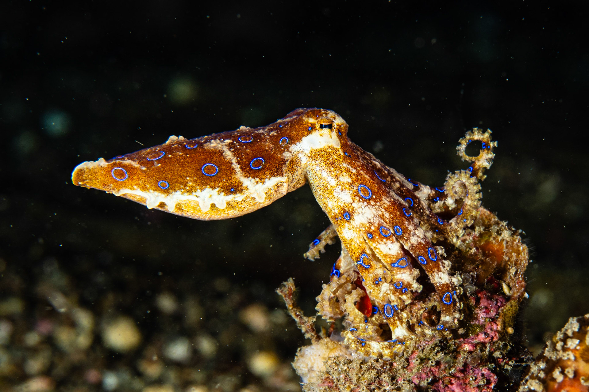 Greater Blue-ringed Octopus