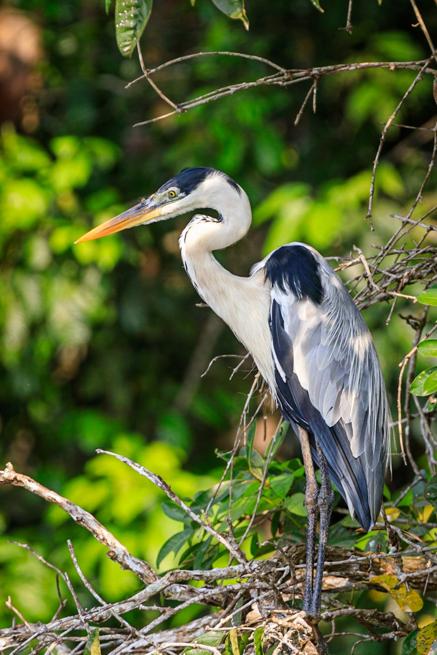 Cocoi Heron