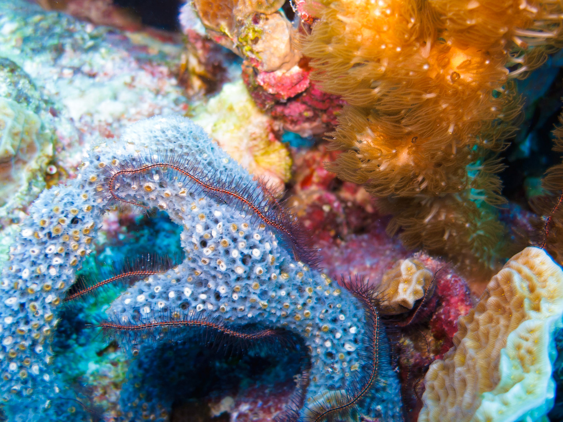 Sponge Brittle Star