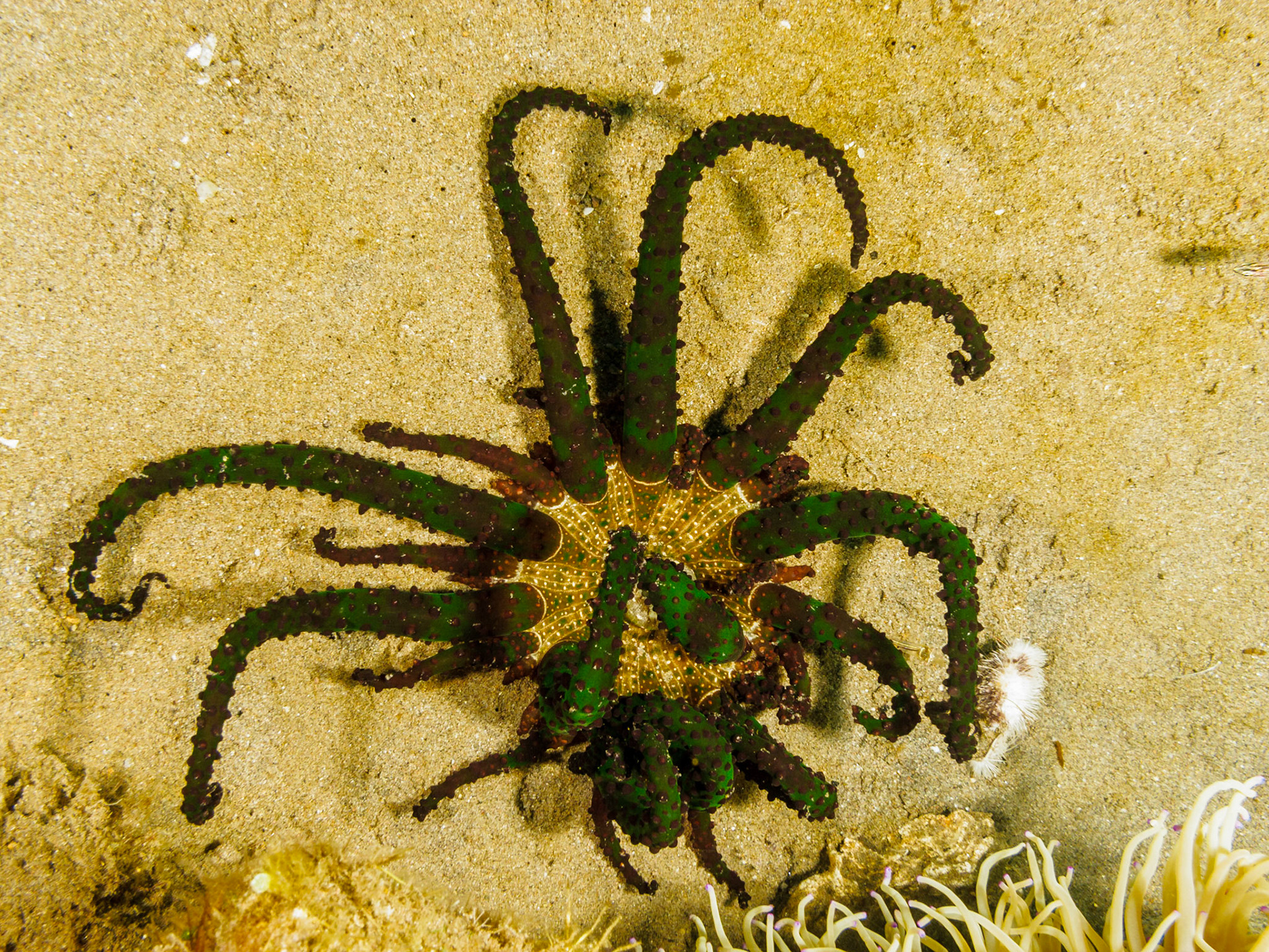 Snake Tentacle Anemone