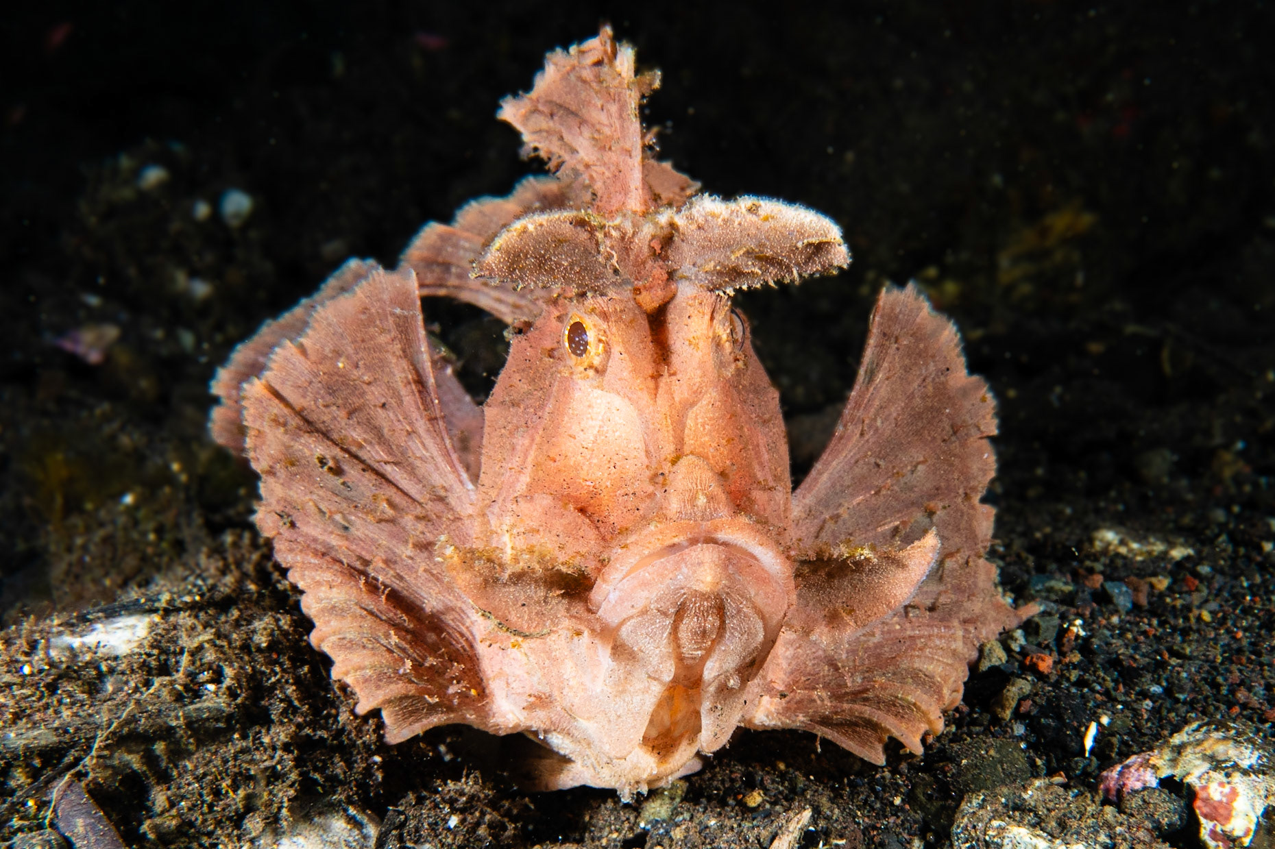 Paddle-flap Scorpionfish