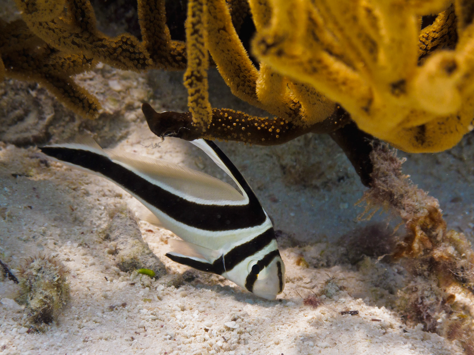 Juvenile Jackknife Fish