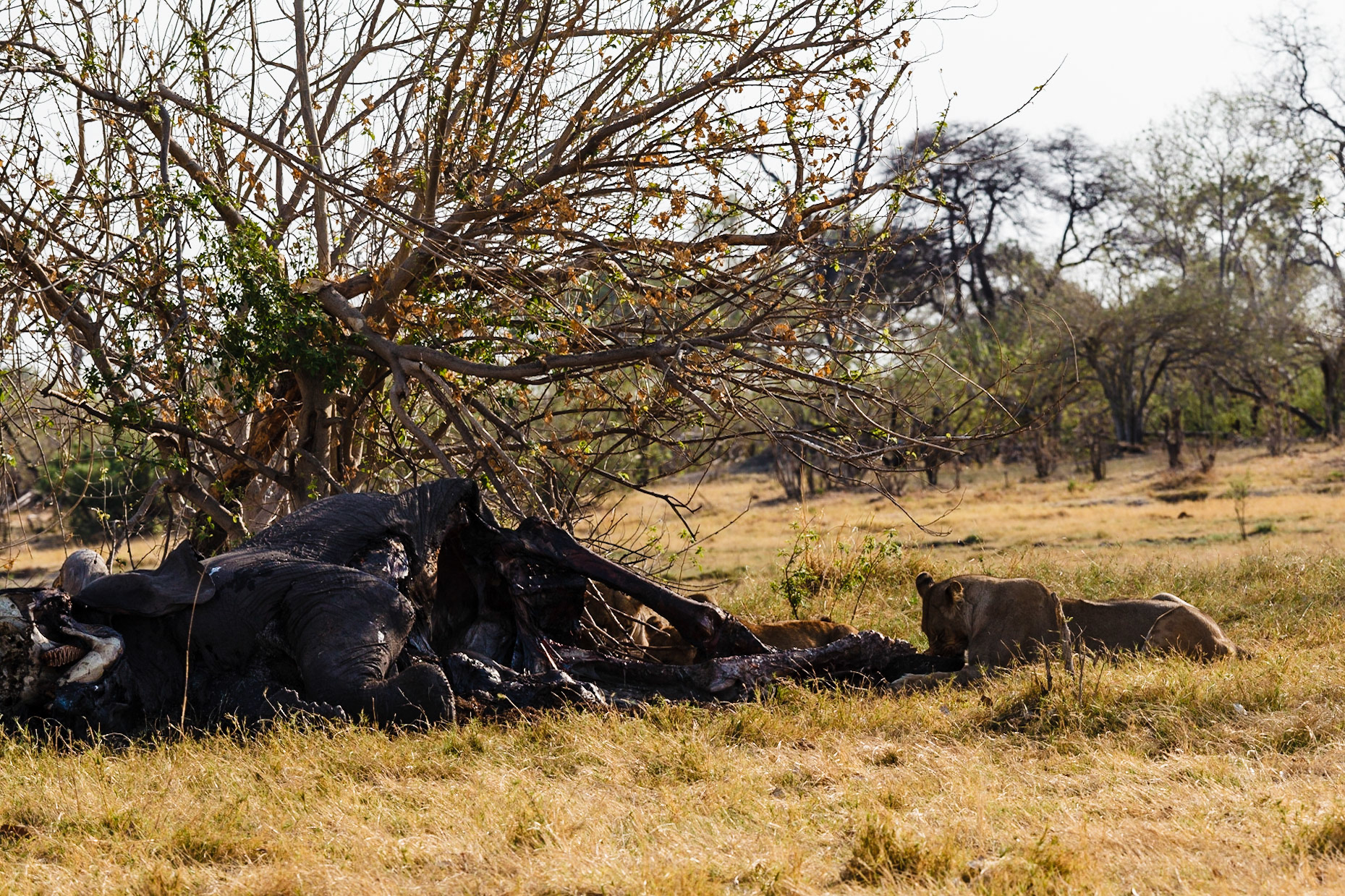 Lions feeding on a dead elephant