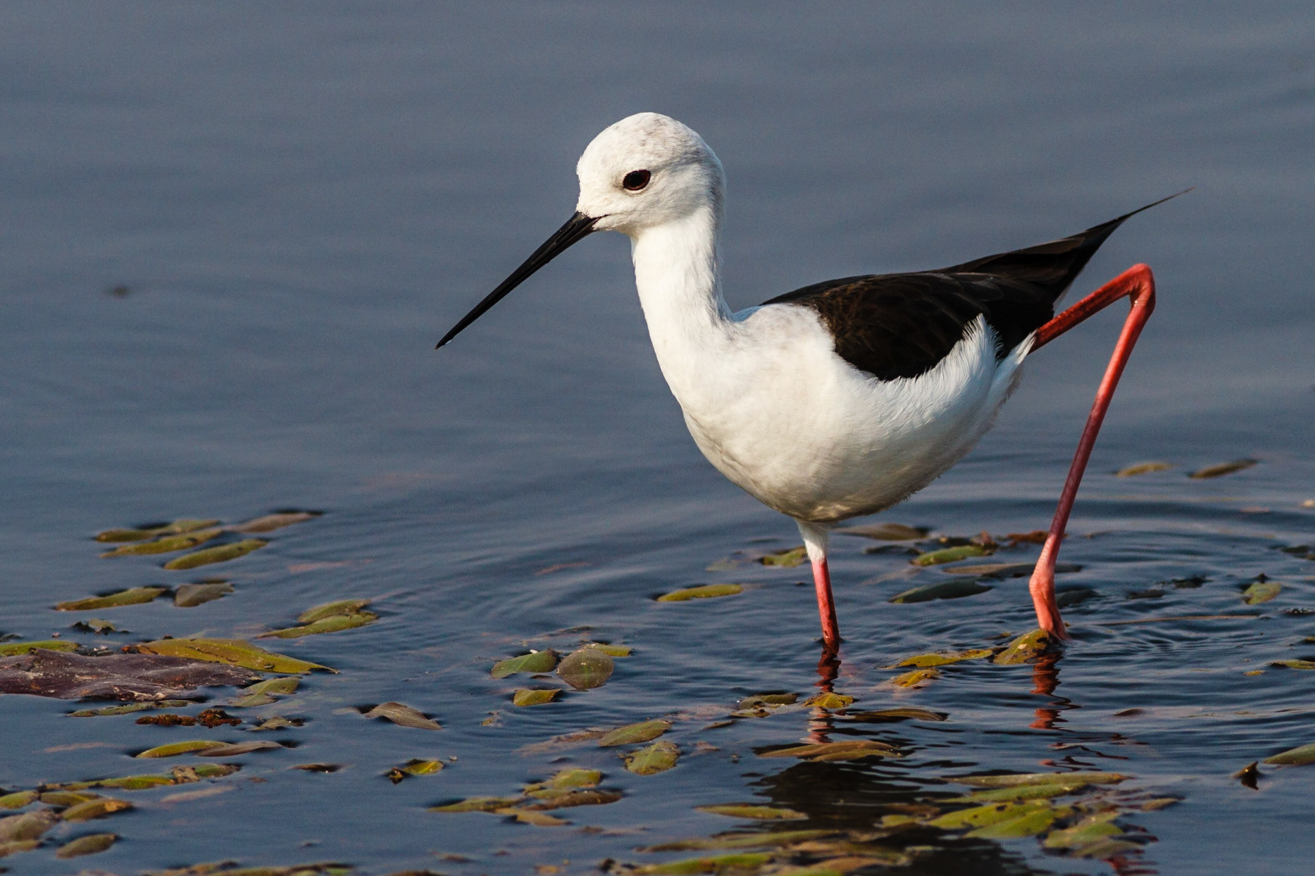 Black-winged Stilt