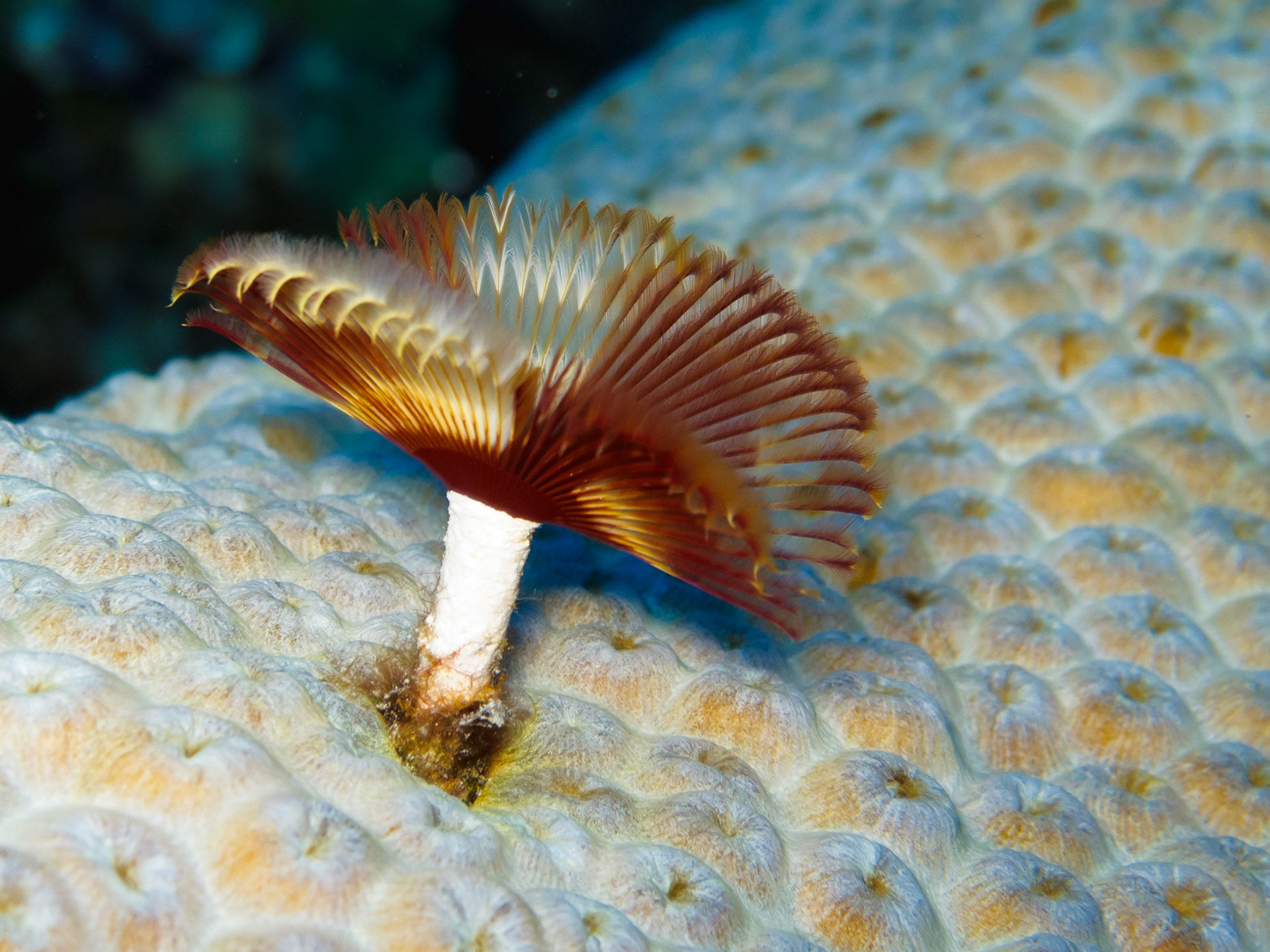 Split-crown Feather Duster