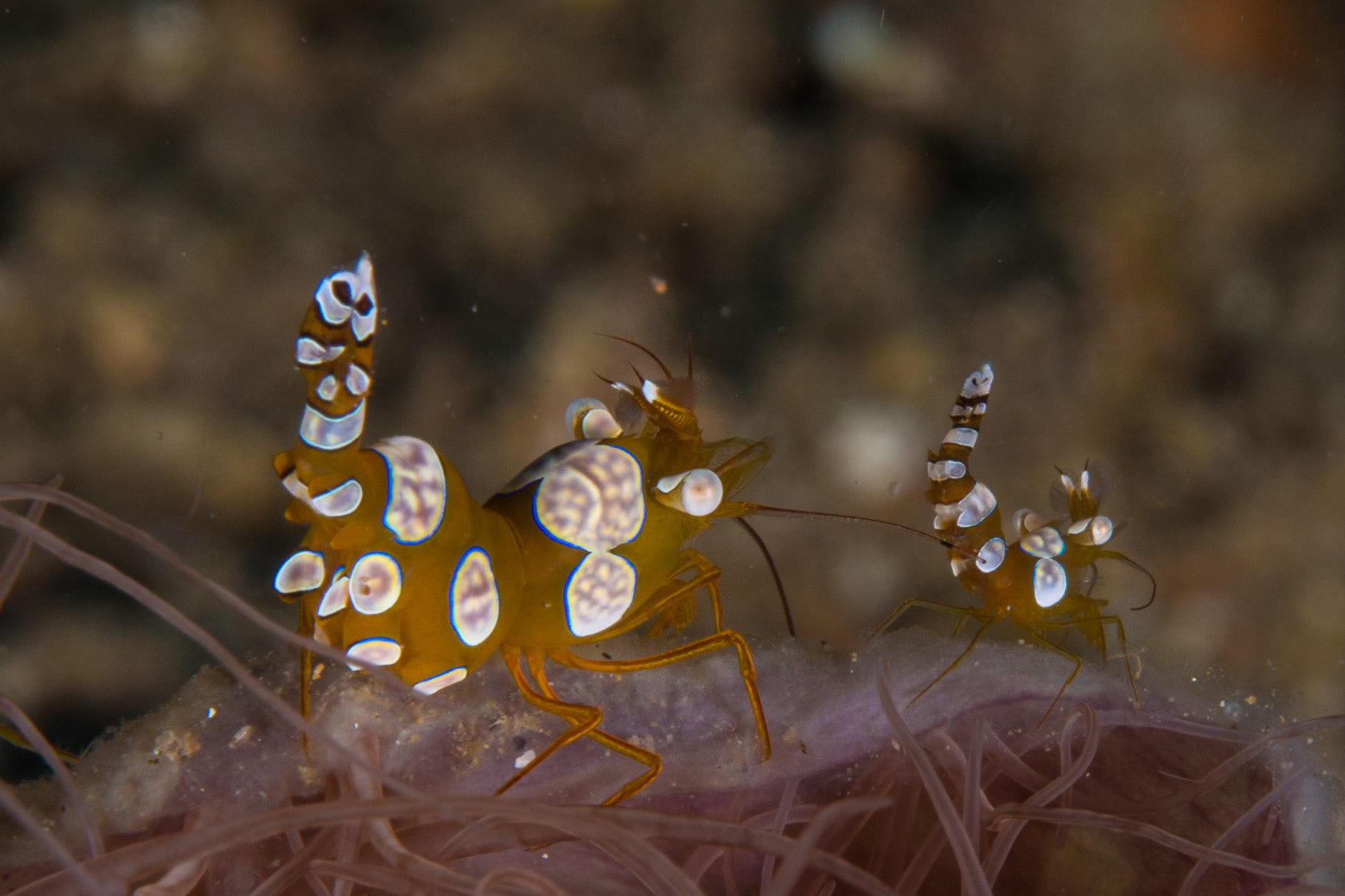 Squat Anemone Shrimp