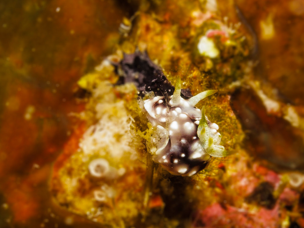 Chromodoris geometrica