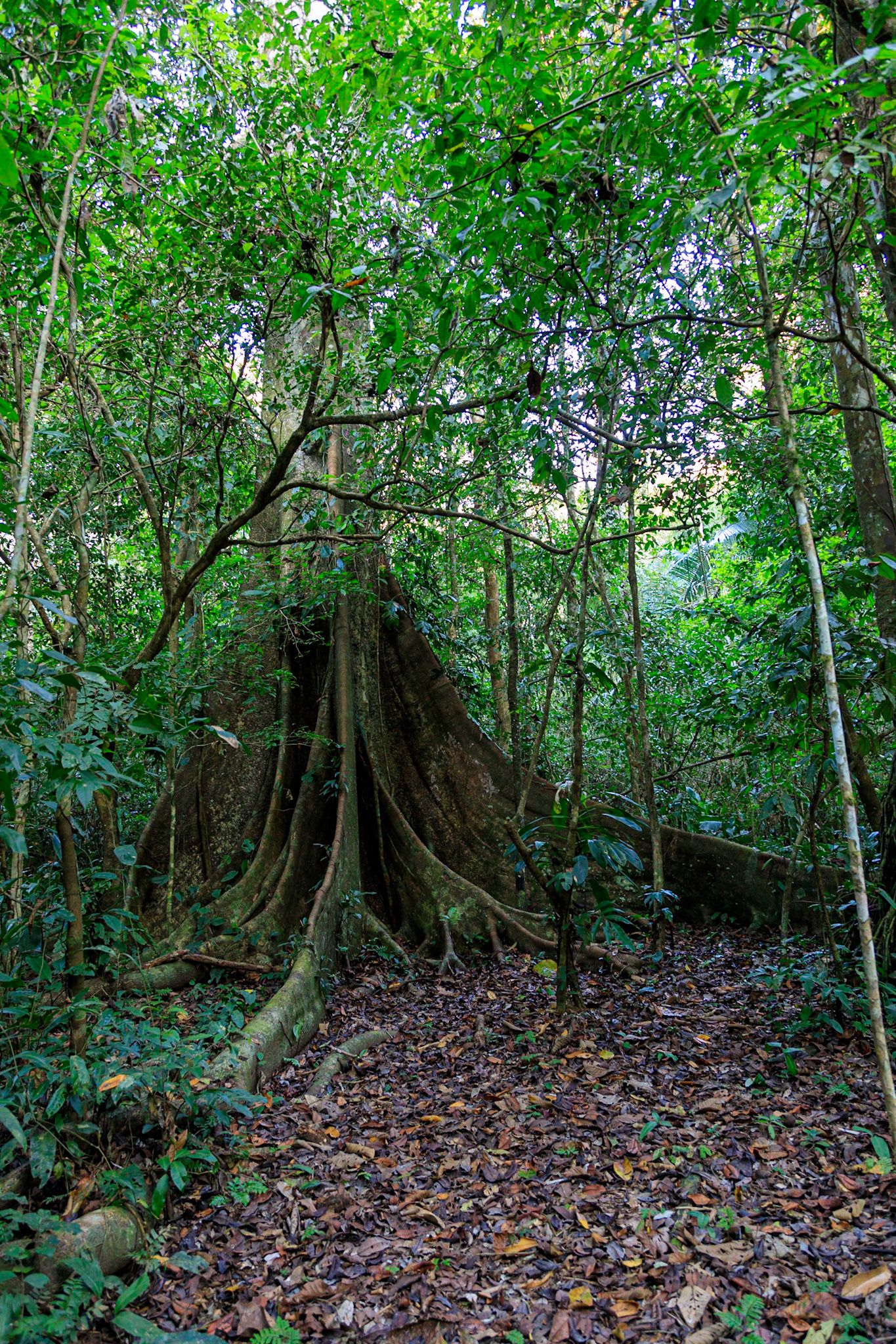 Rainforest near Hacienda Tambopata Lodge