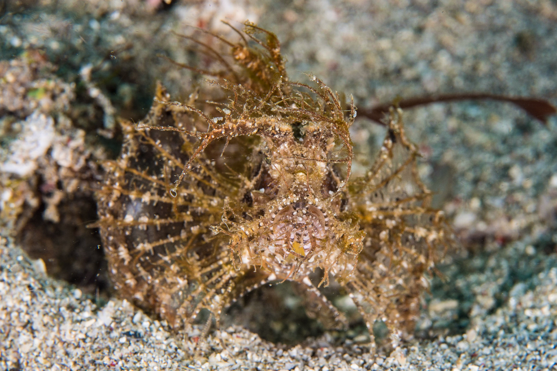 Ambon Scorpionfish
