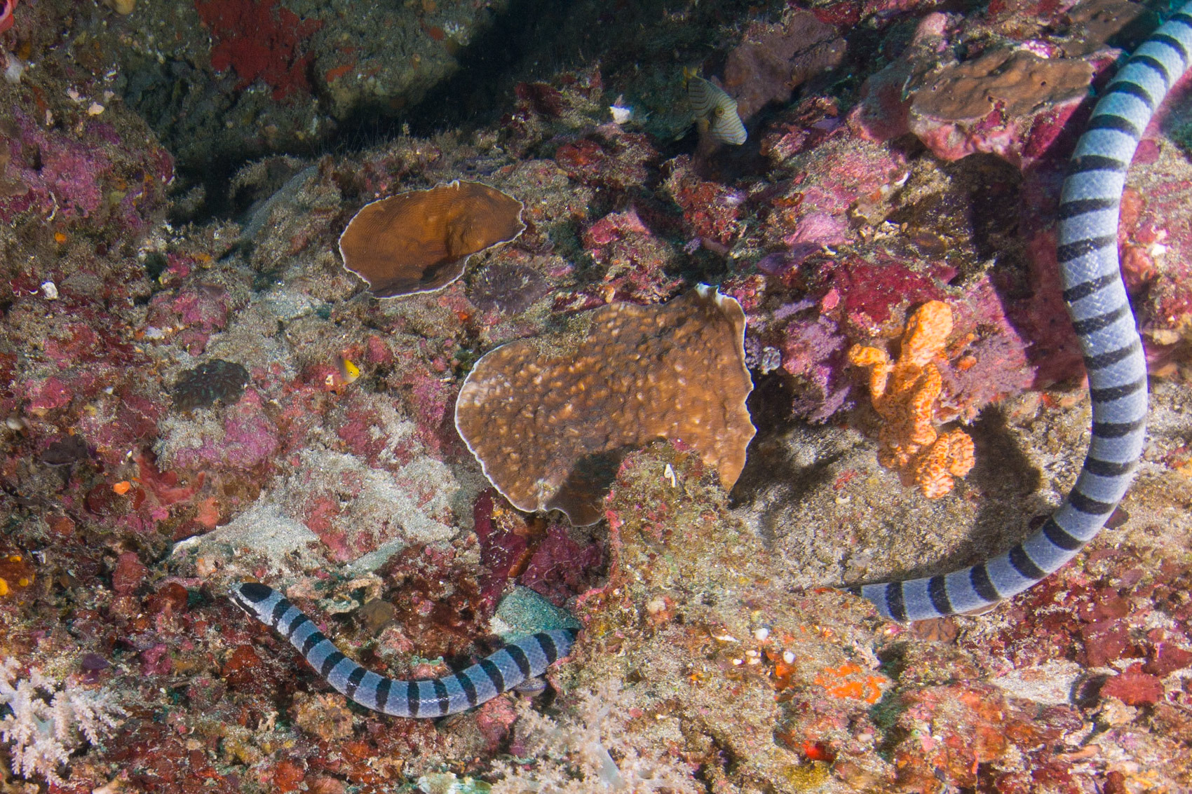 Banded Sea Krait