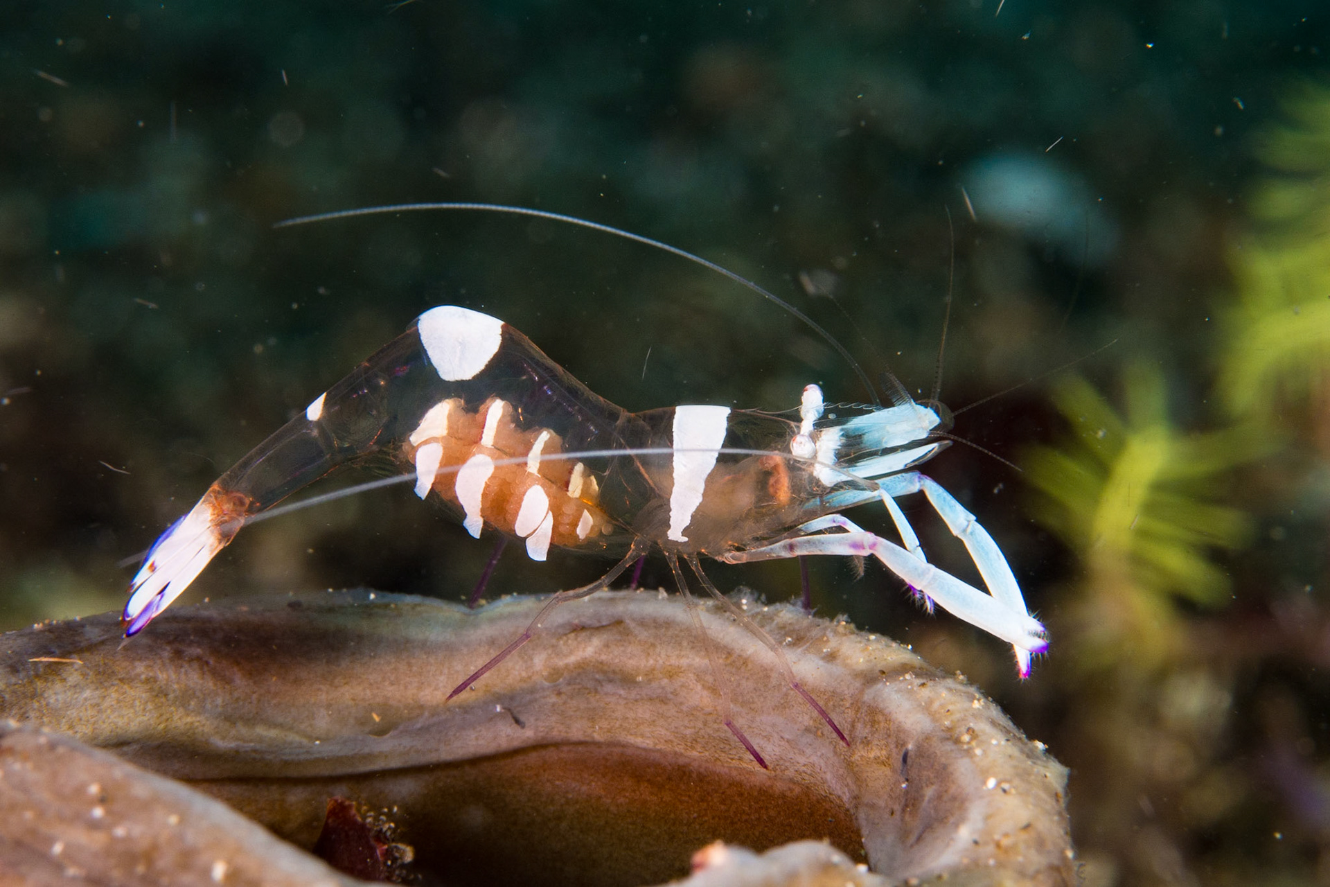 Magnificent Anemone Shrimp