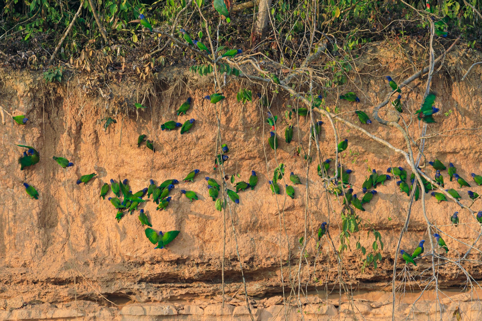 Blue-headed Parrot