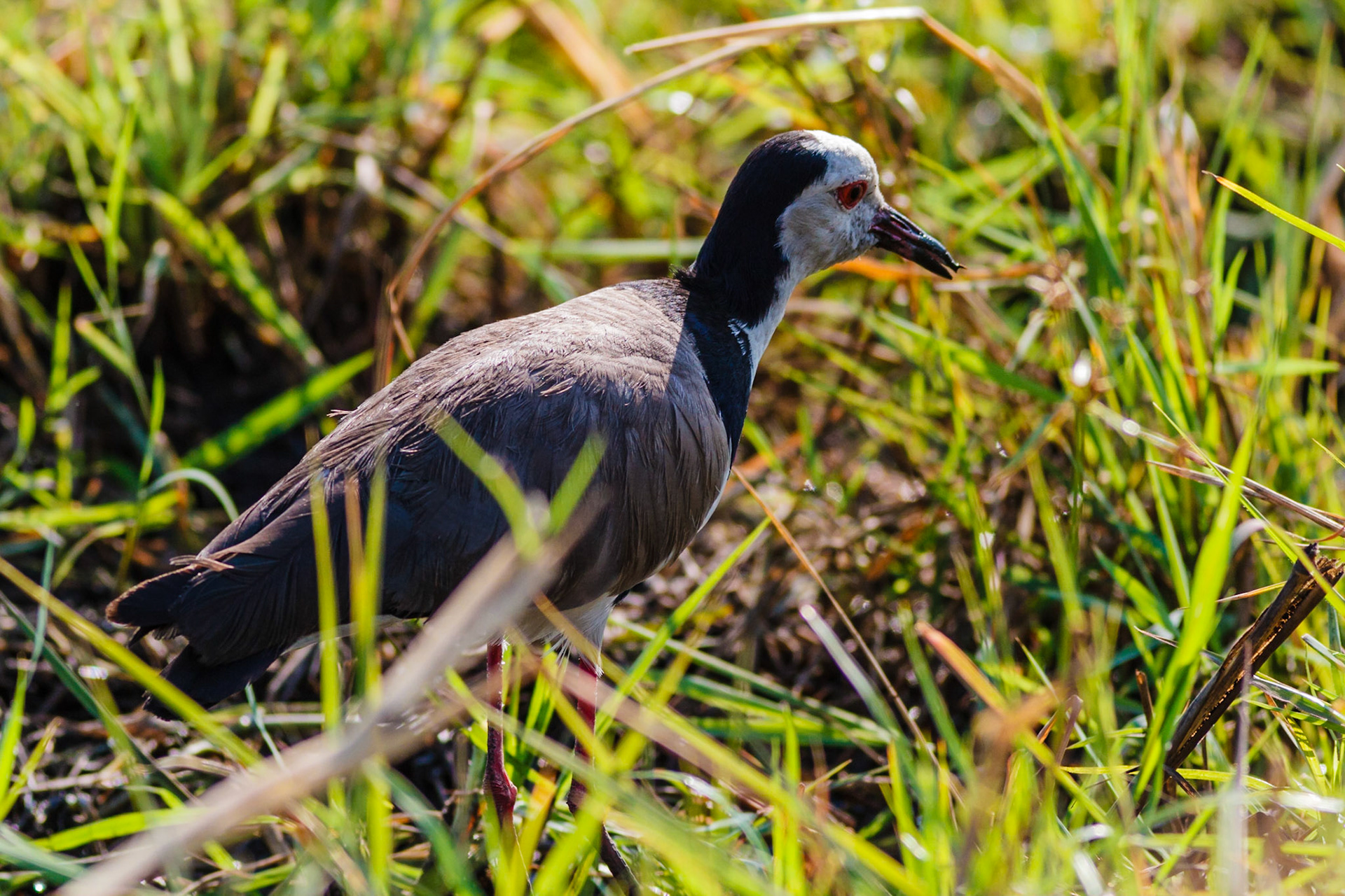Long-toed Lapwing