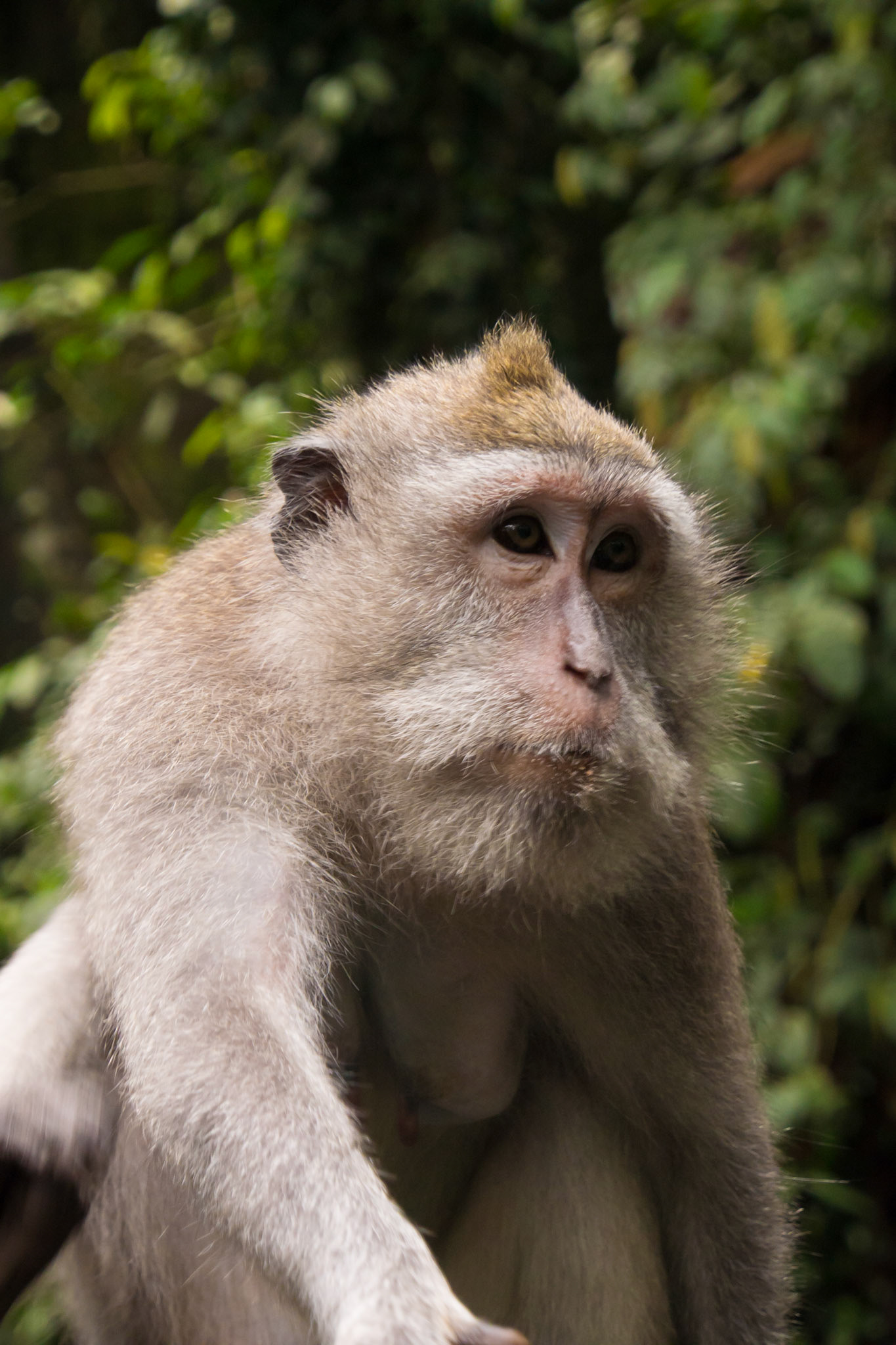 Crab-eating Macaque