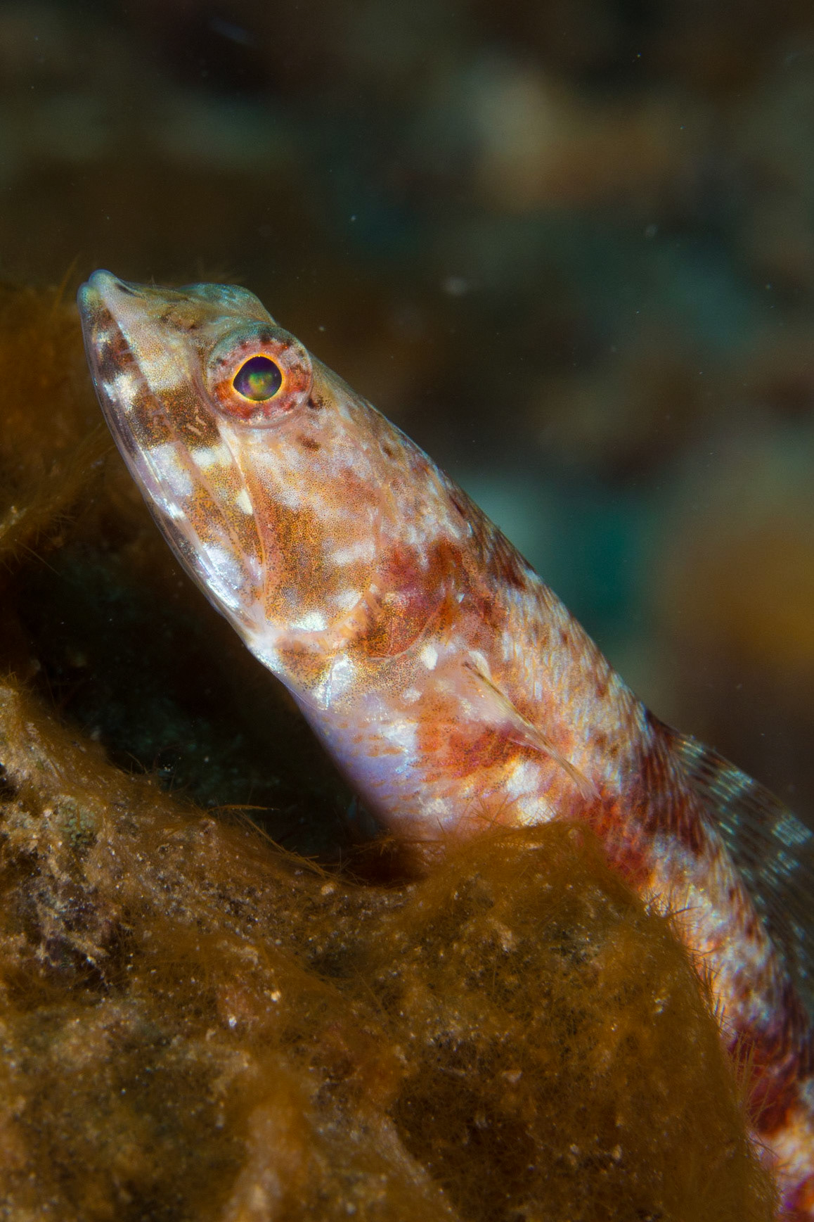 Twospot Lizardfish