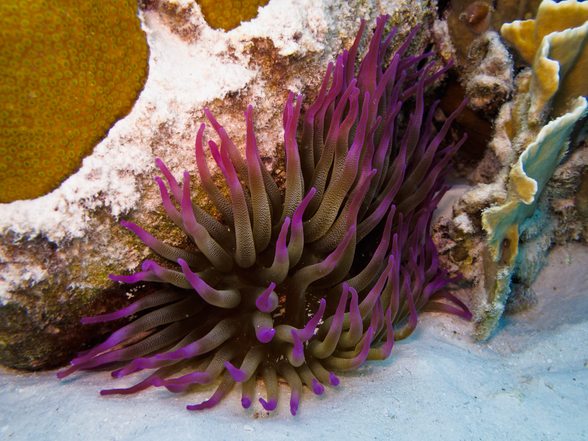 Giant Anemone