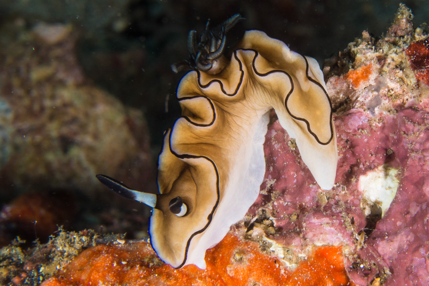 Doriprismatica atromarginata