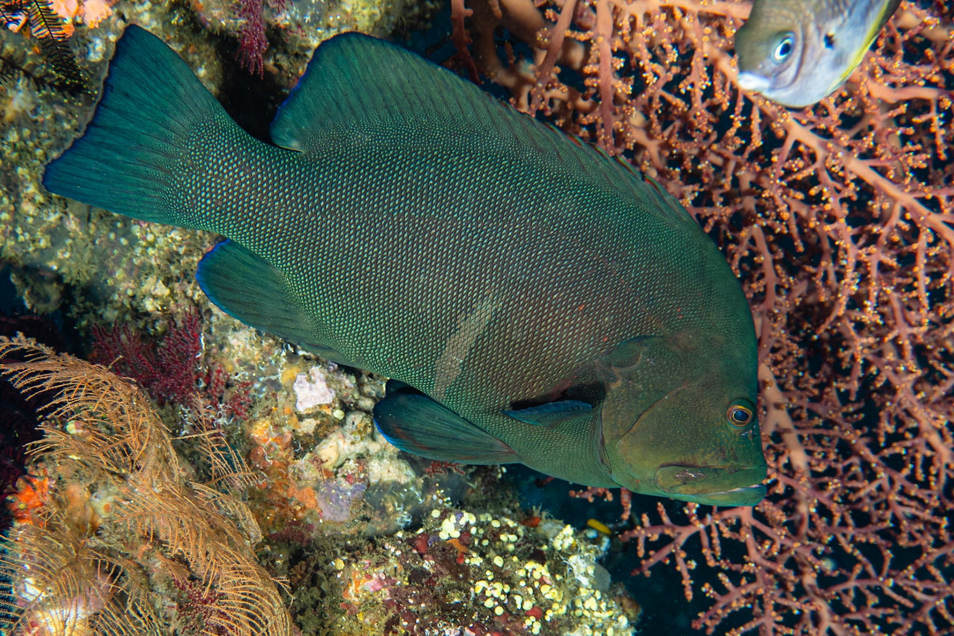 Redmouth Grouper