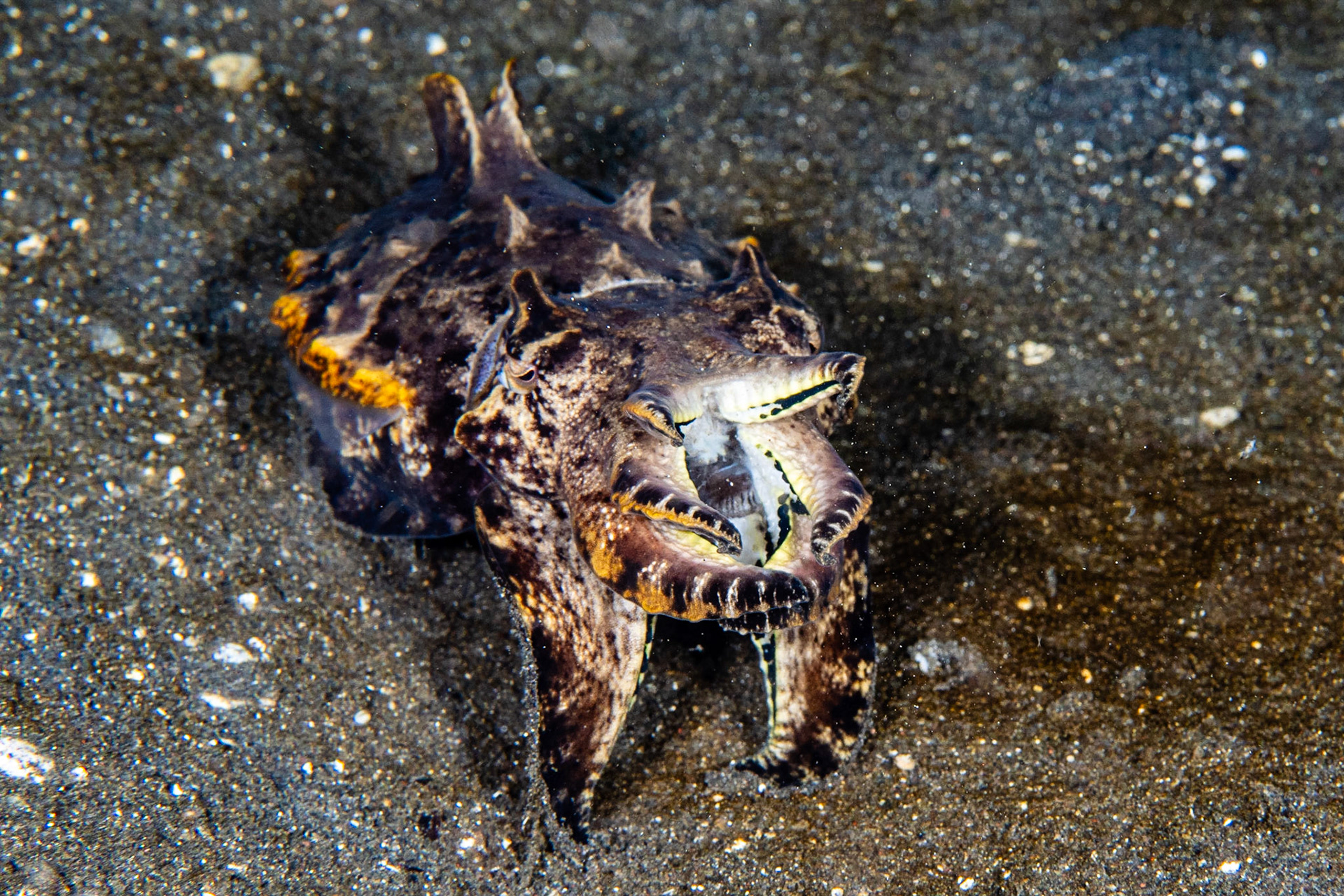 Flamboyant Cuttlefish