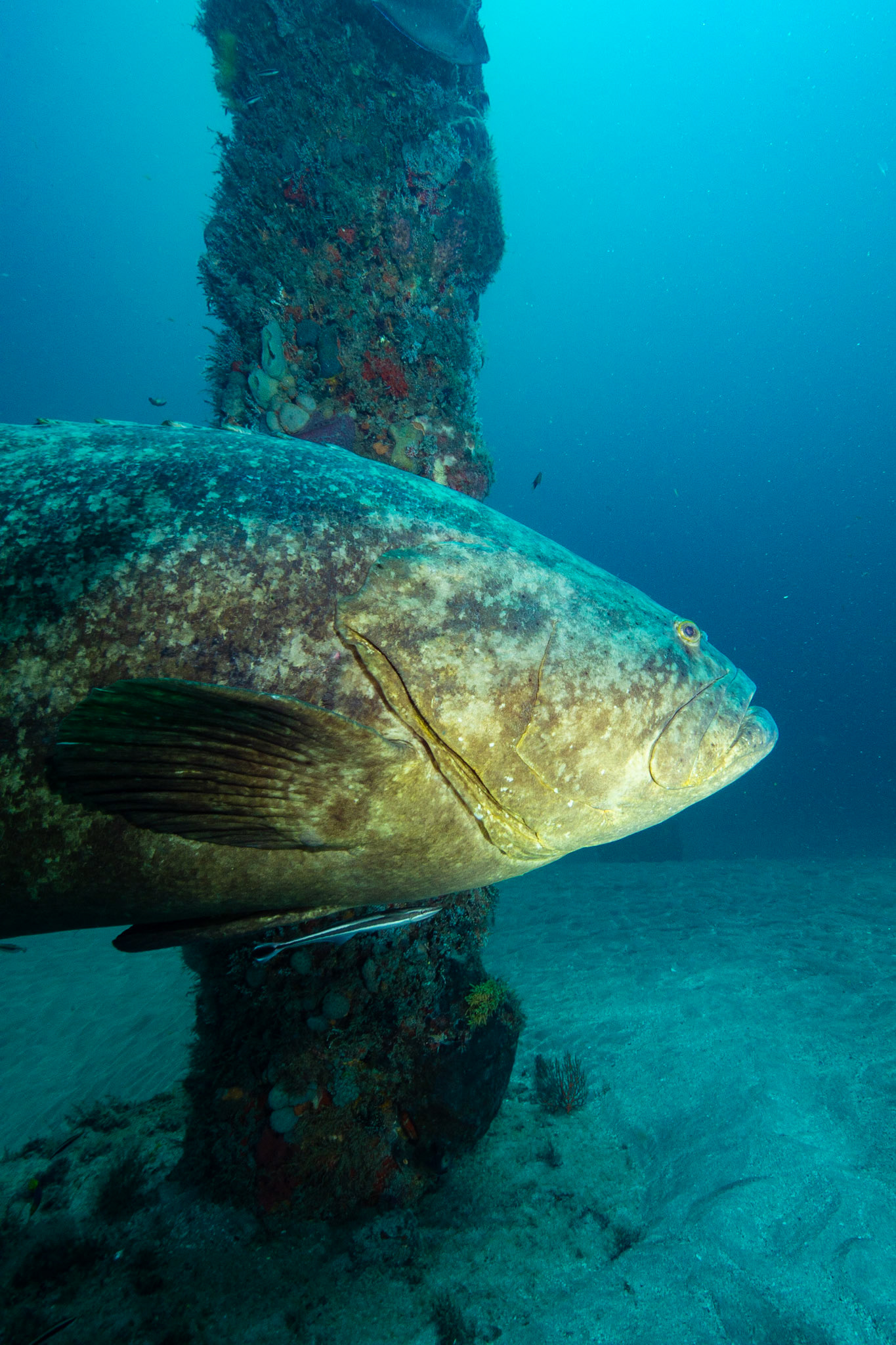 Goliath Grouper