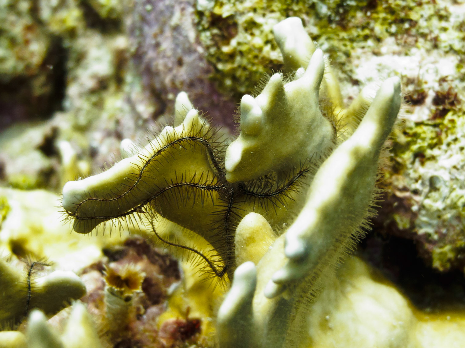 Sponge Brittle Star