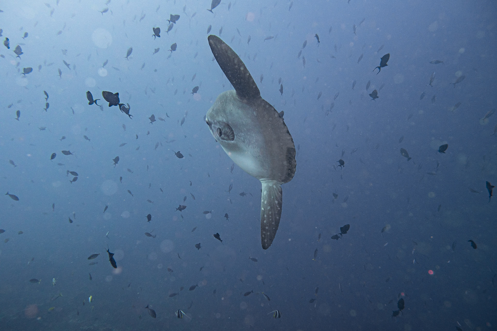 Ocean Sunfish