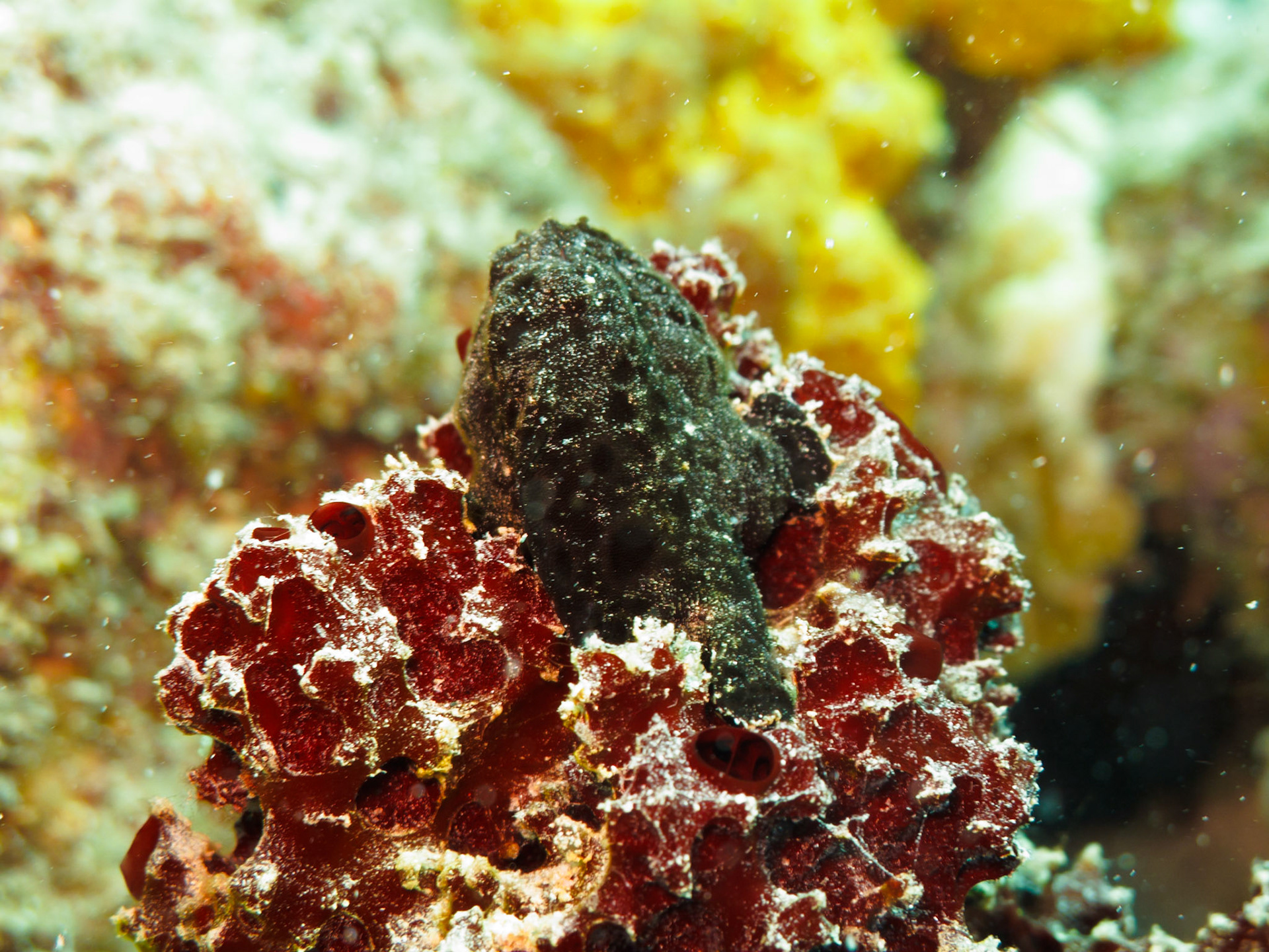 Longlure Frogfish