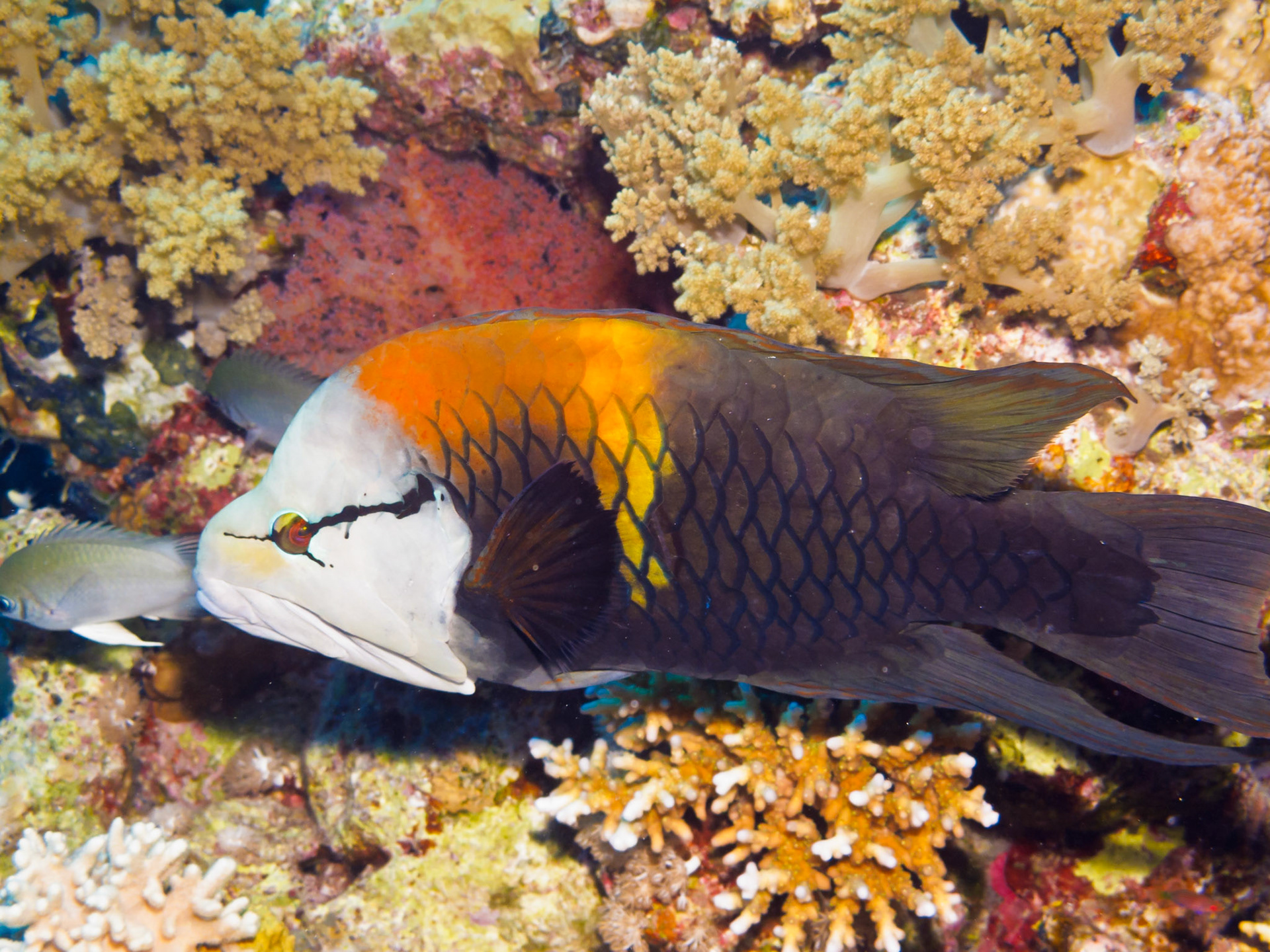 Slingjaw Wrasse