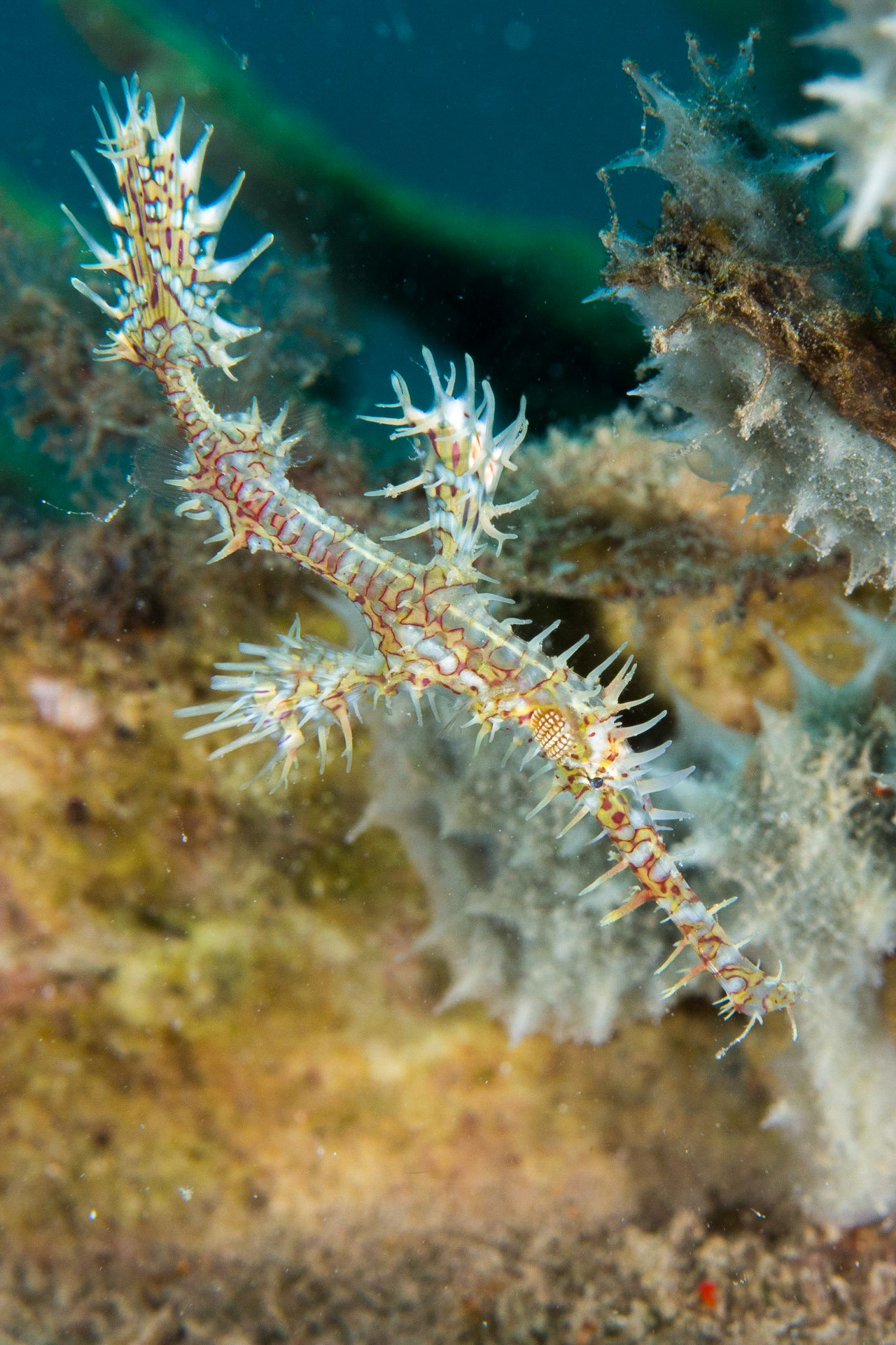 Ornate Ghost Pipefish