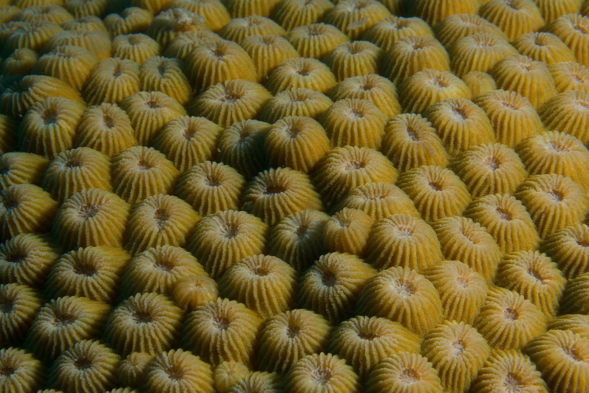 Star Corals