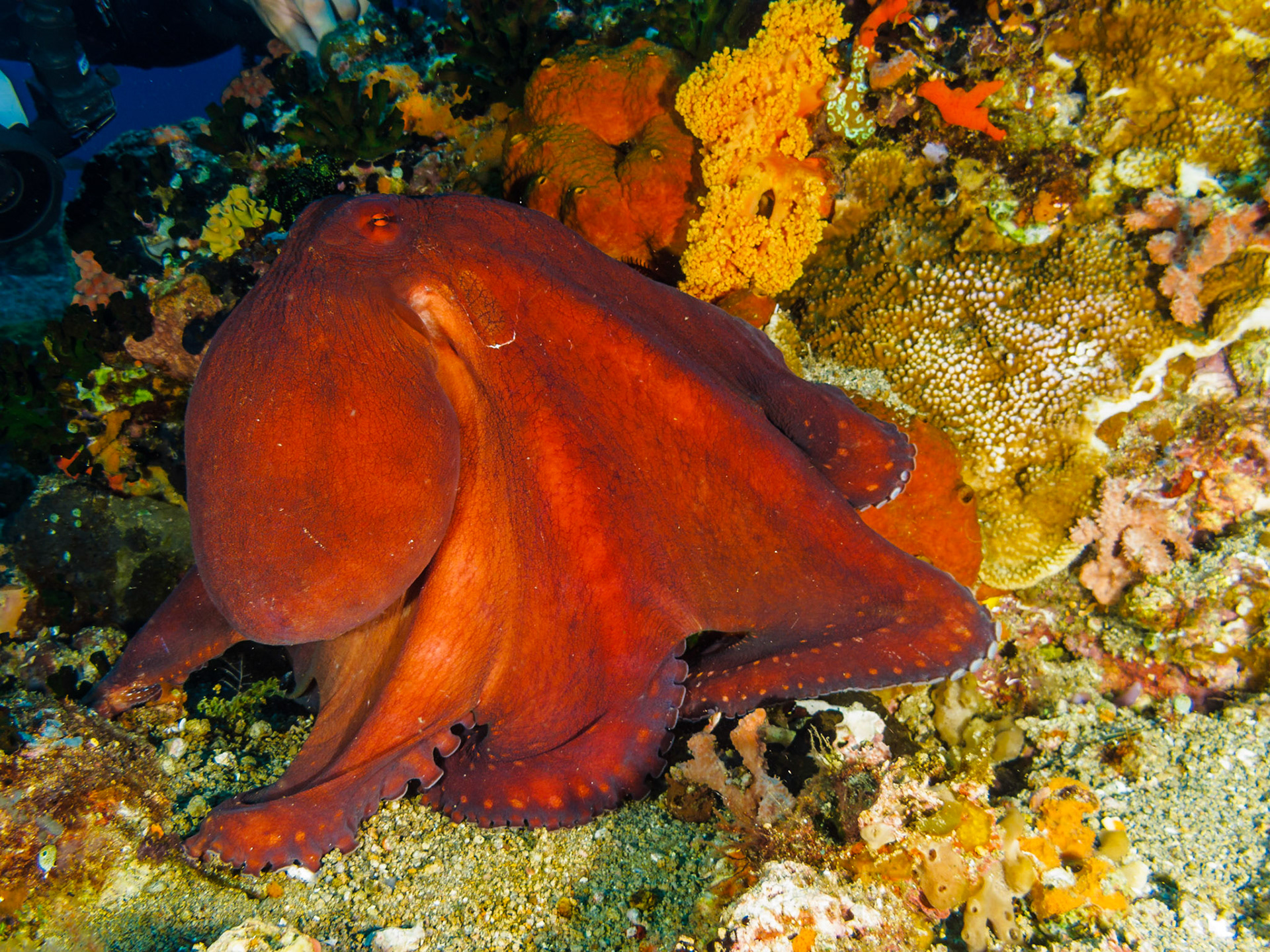Day Octopus