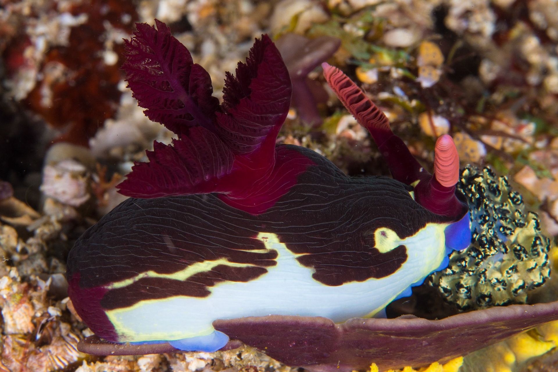 Nemobratha chamberlaini