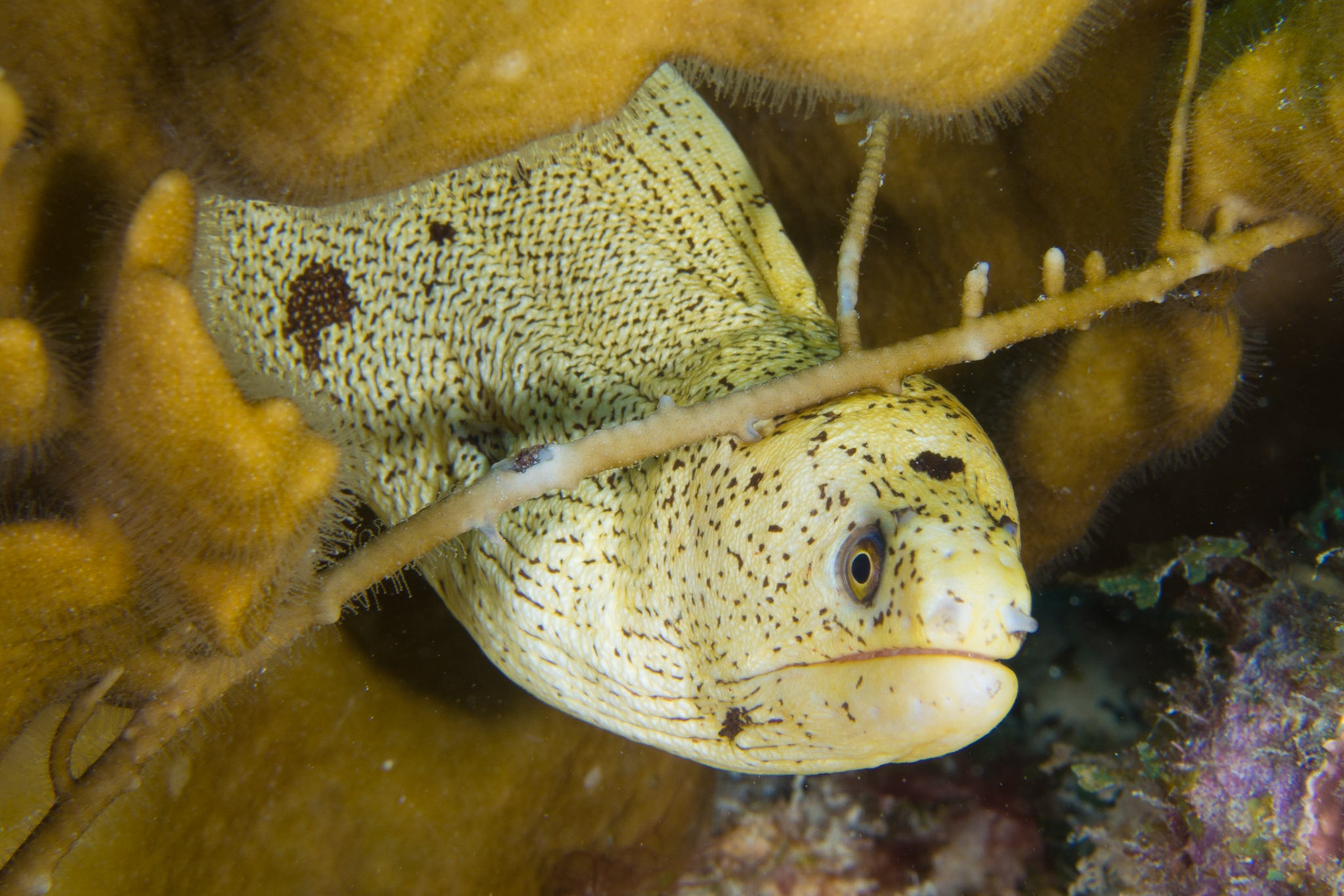 Goldentail Moray
