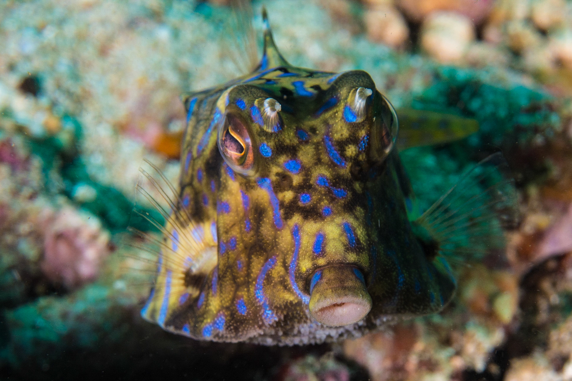 Thornback Cowfish