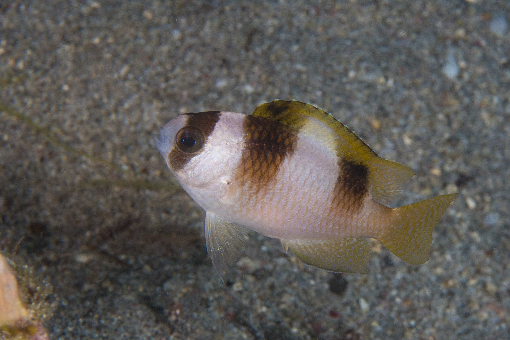Black-banded Damsel