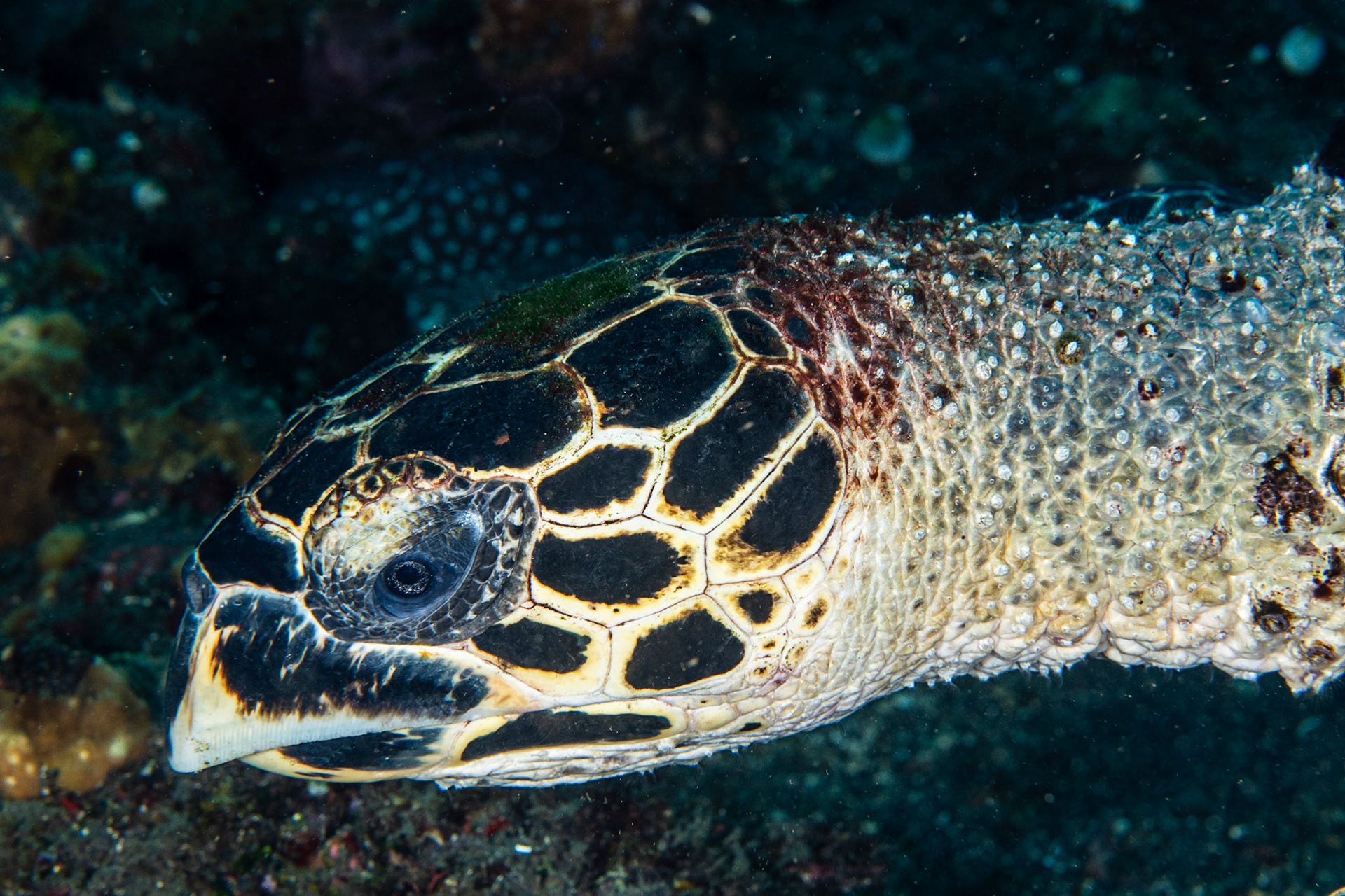 Hawksbill Turtle