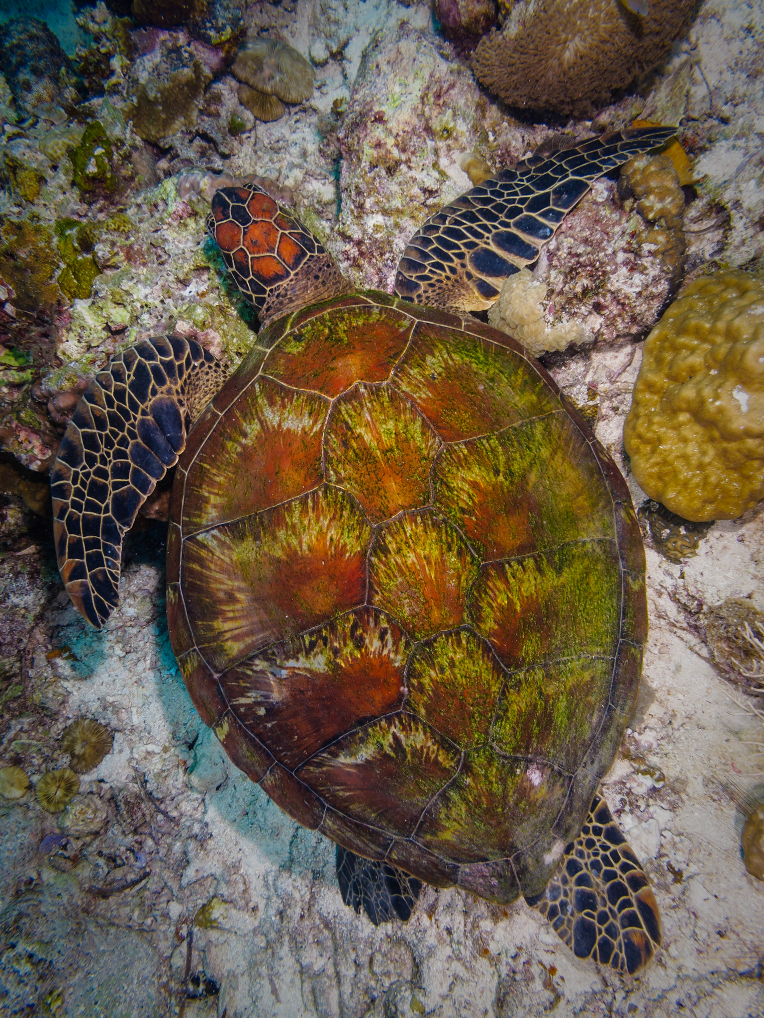 Green Turtle