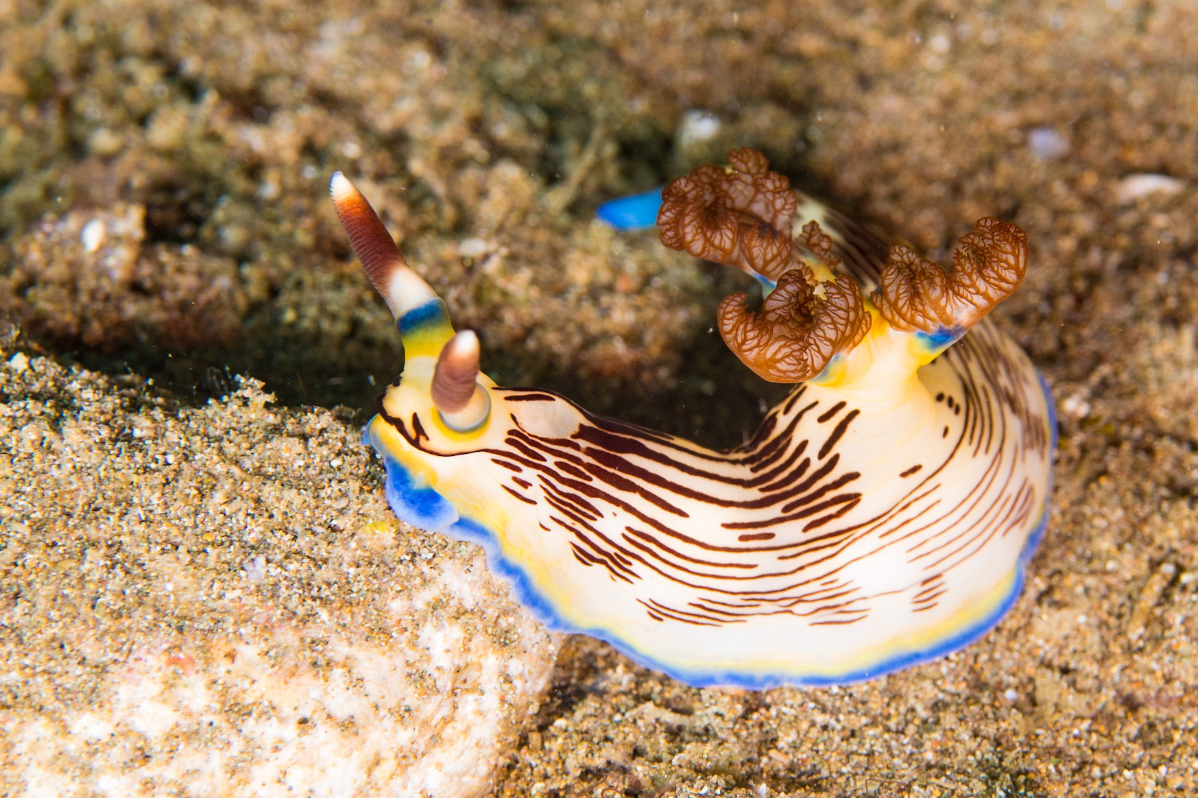 Nemobratha lineolata