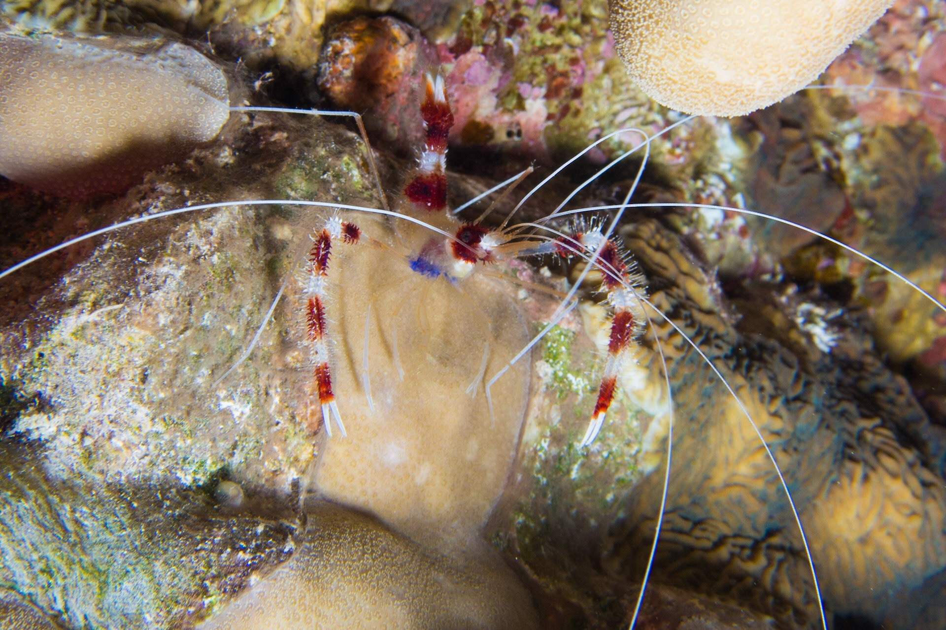 Banded Coral Shrimp