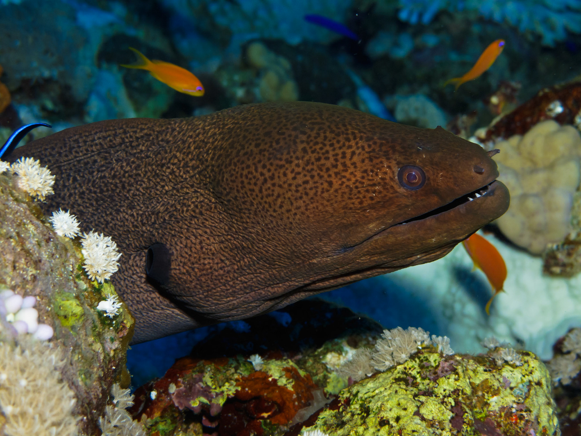 Giant Moray