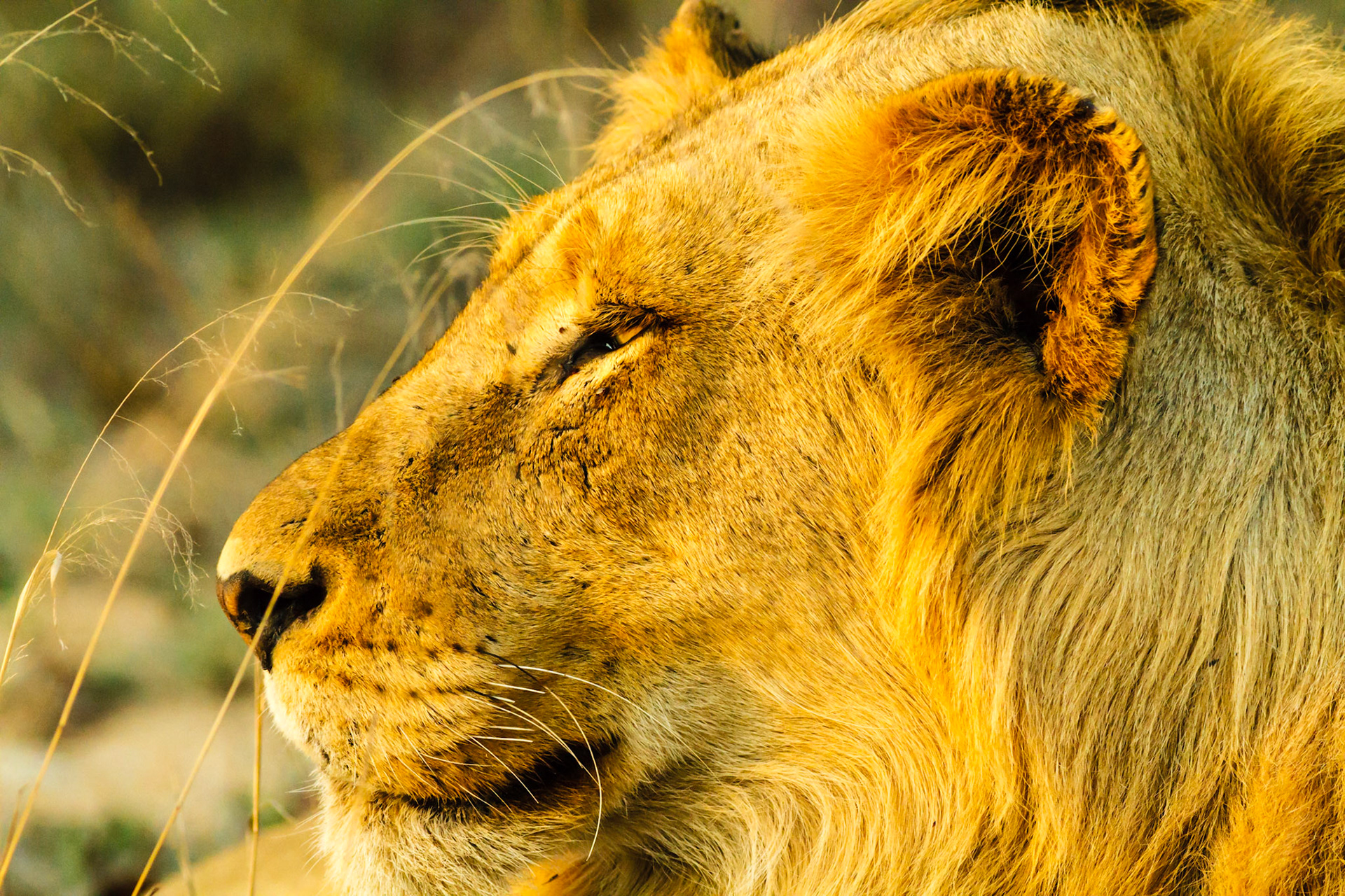 Young male Lion in Timbavati Reserve, South Africa