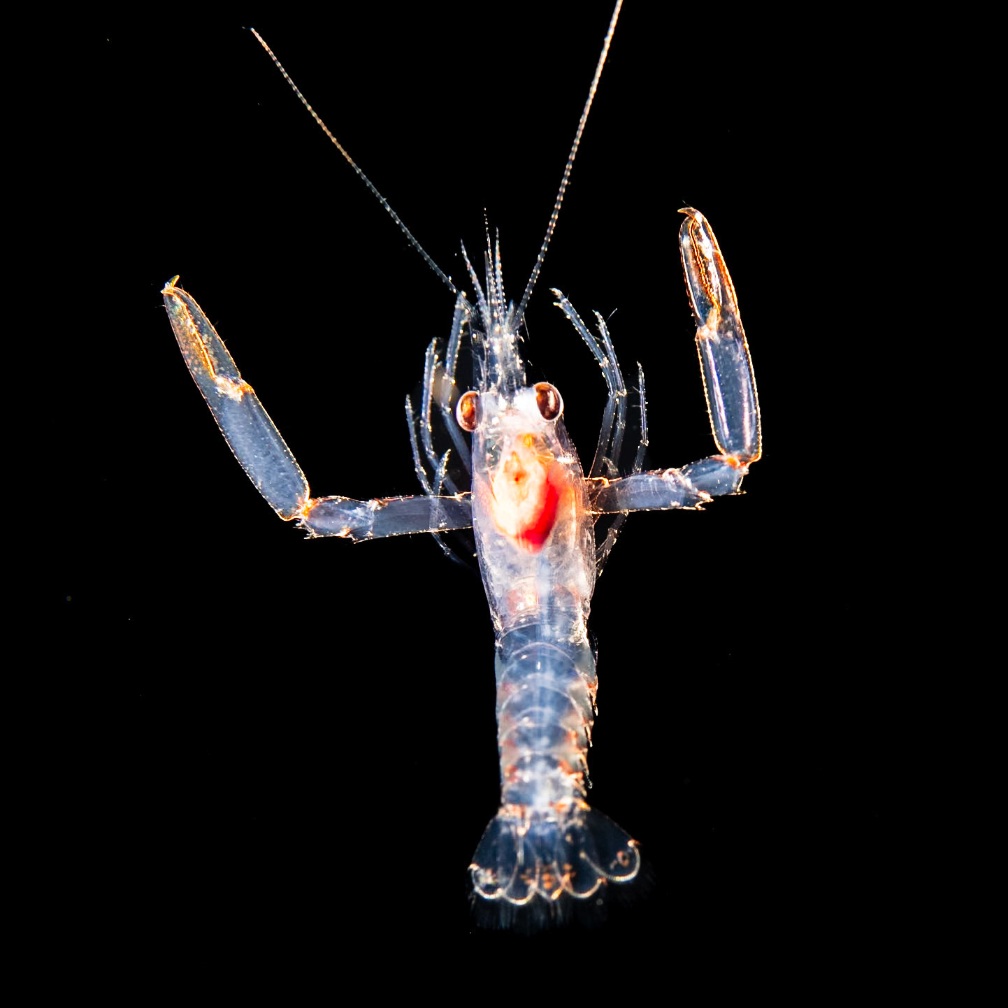 Shrimp