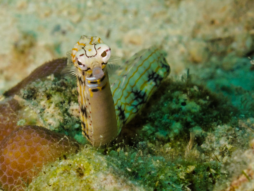 Network Pipefish