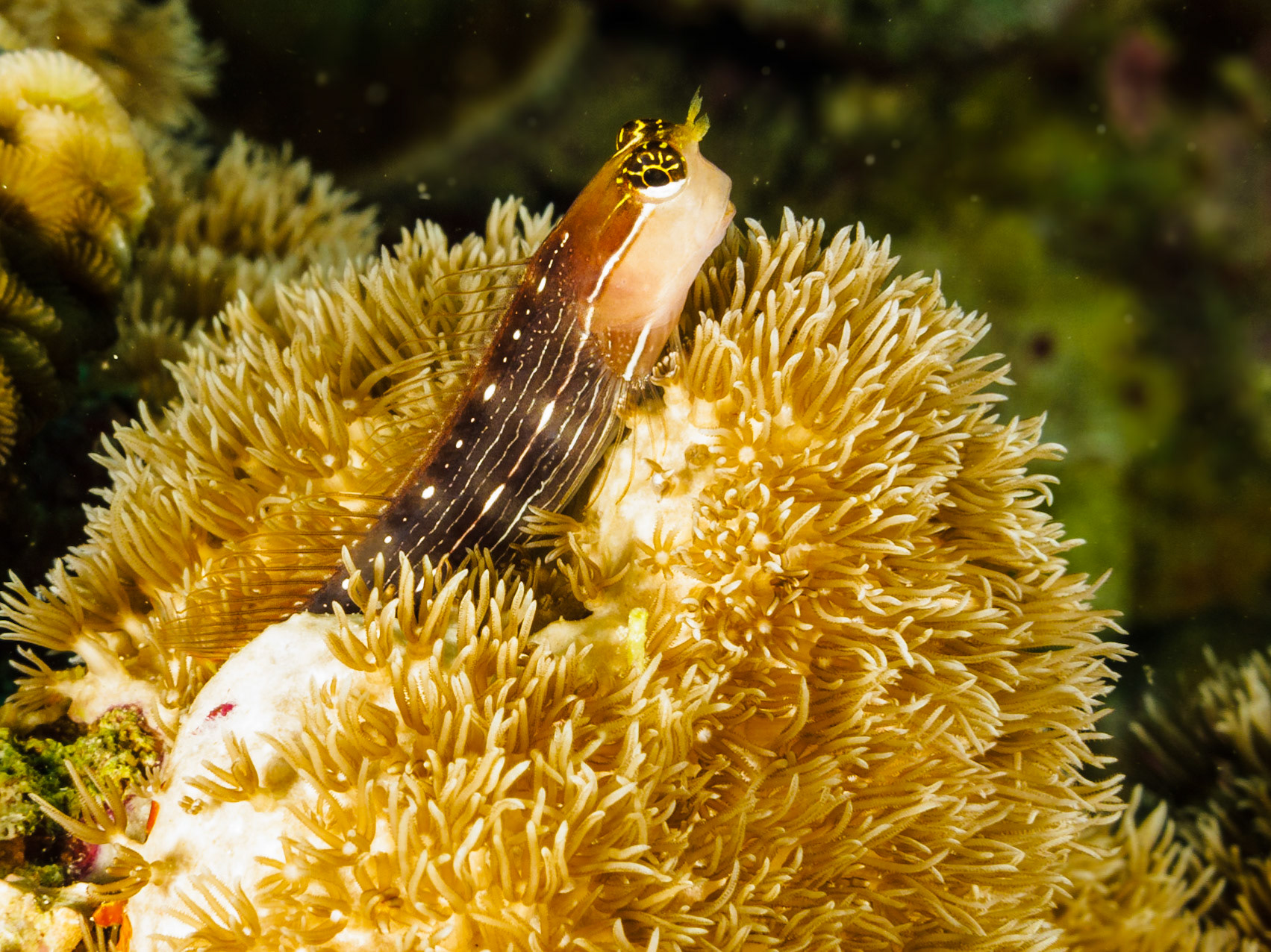 Pictus Blenny