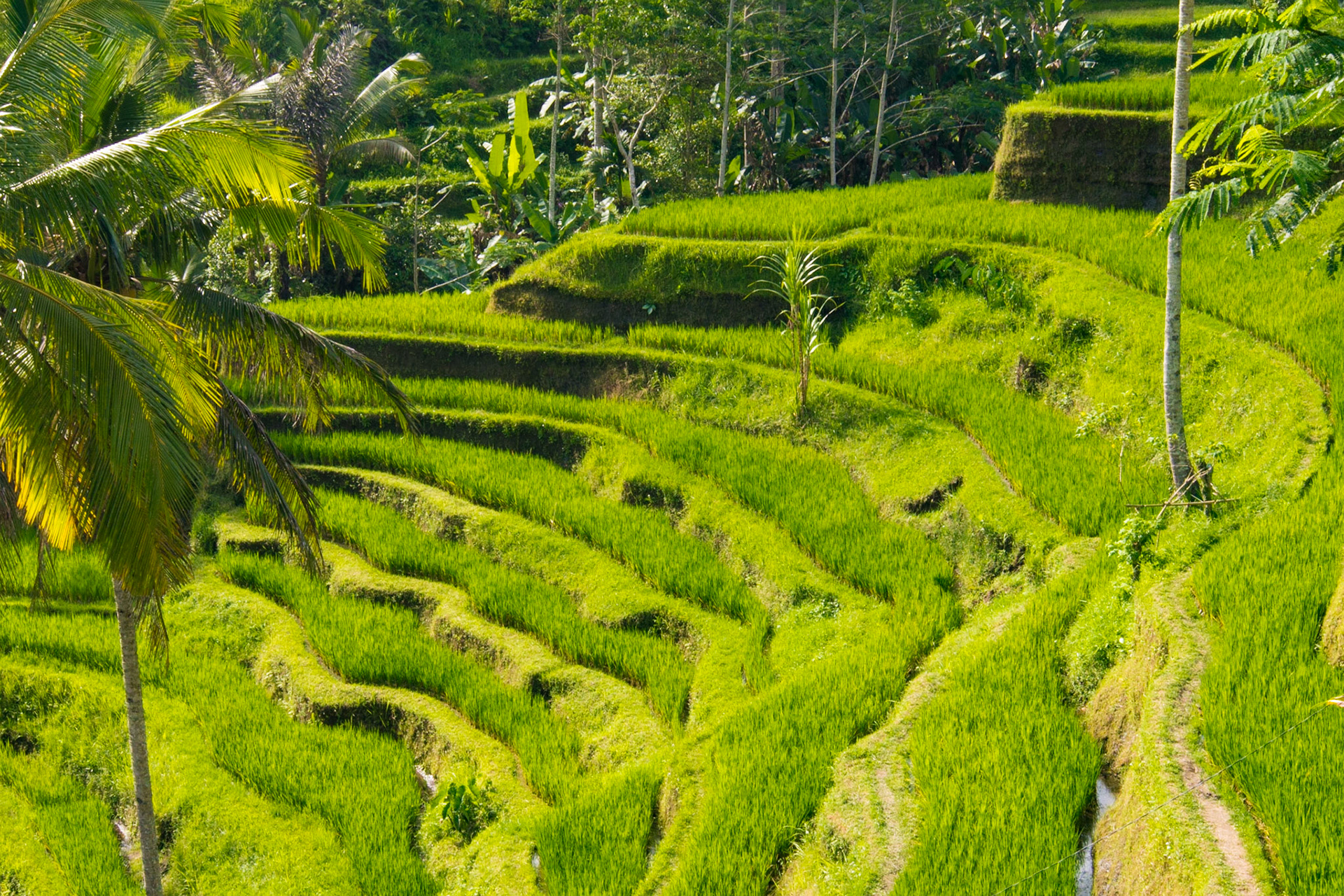 Rice Paddies