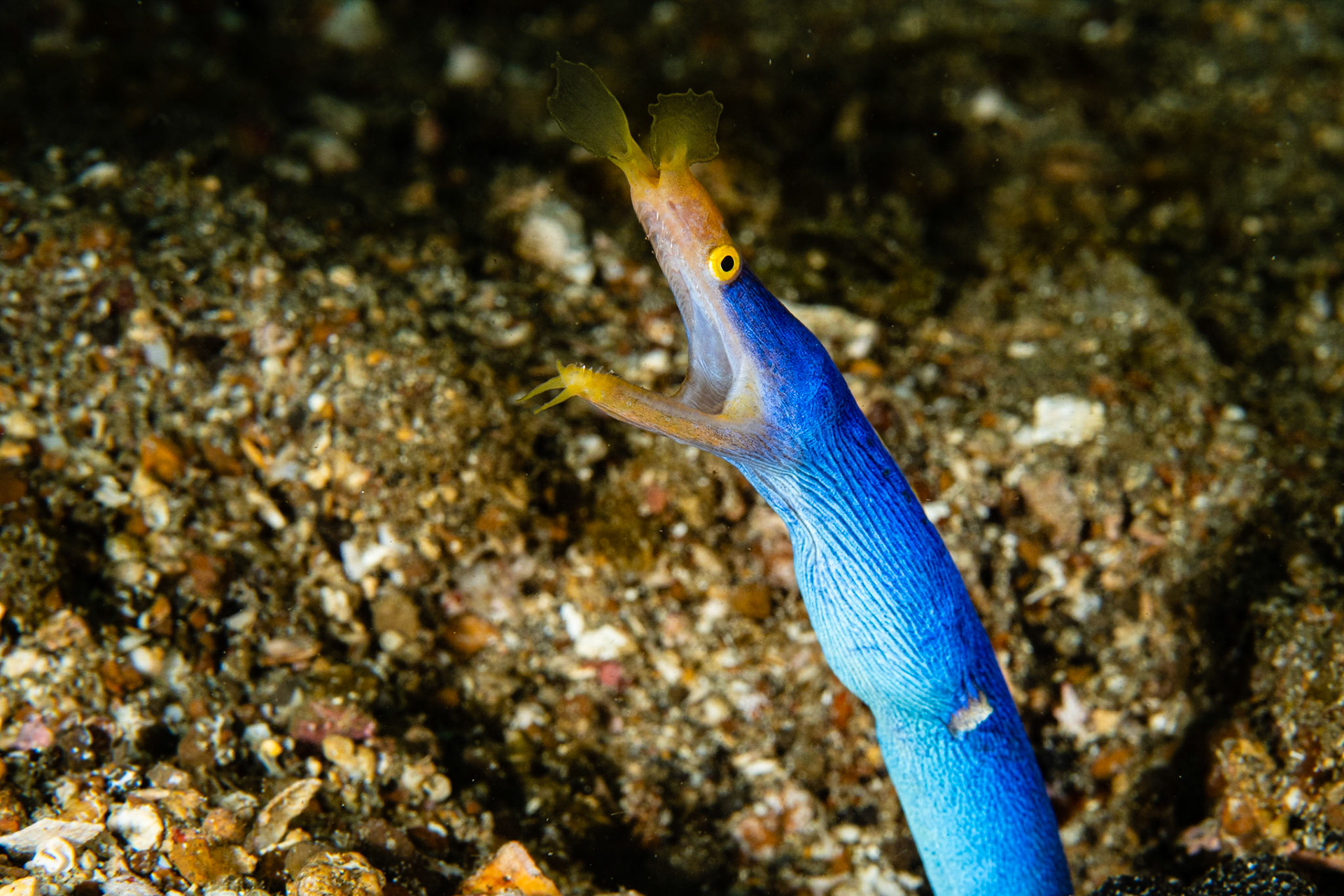 Ribbon Eel