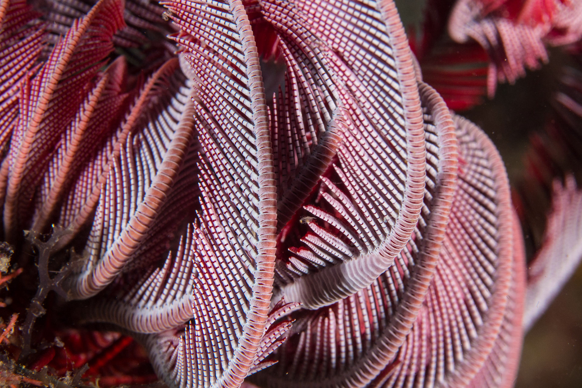Crinoids and Feather Stars